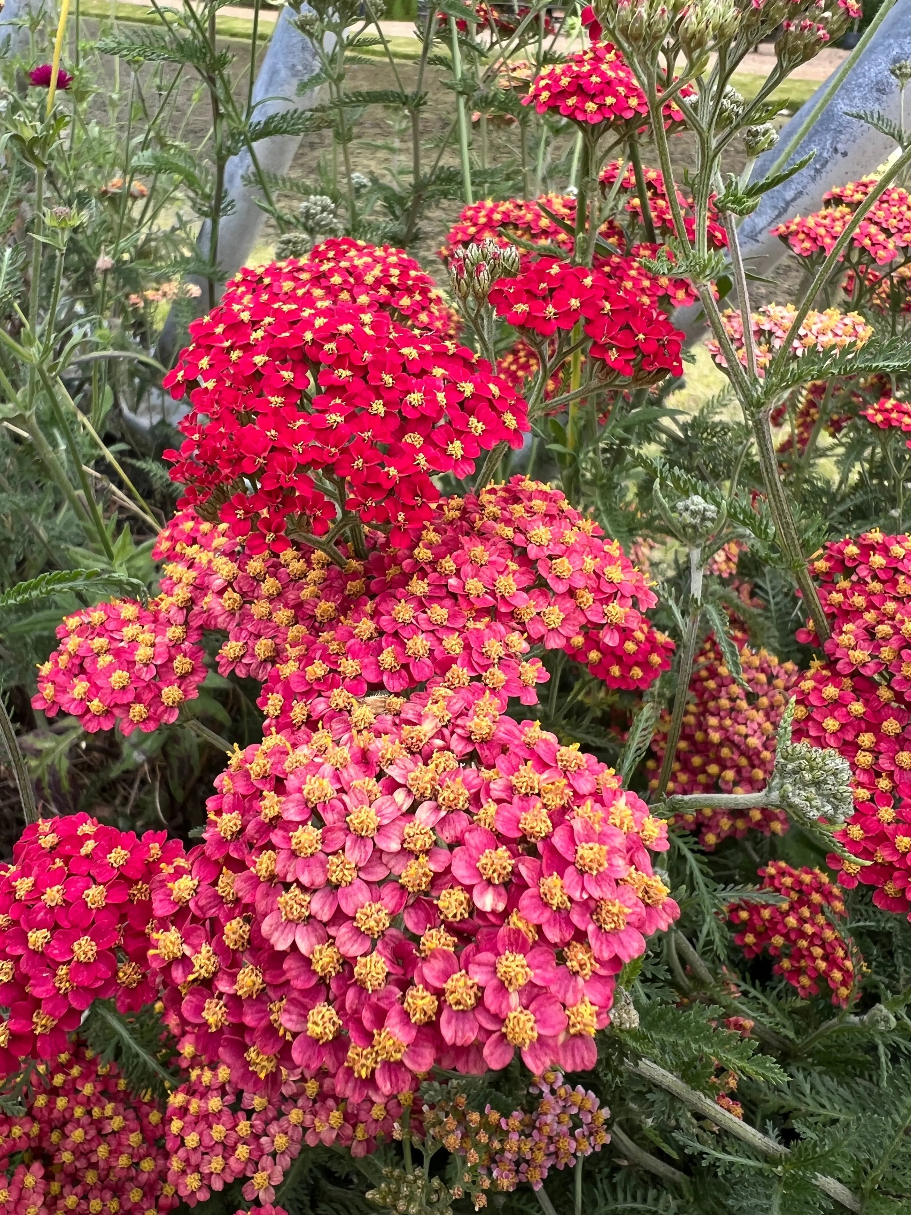 Achillea Rubra Red - REGN