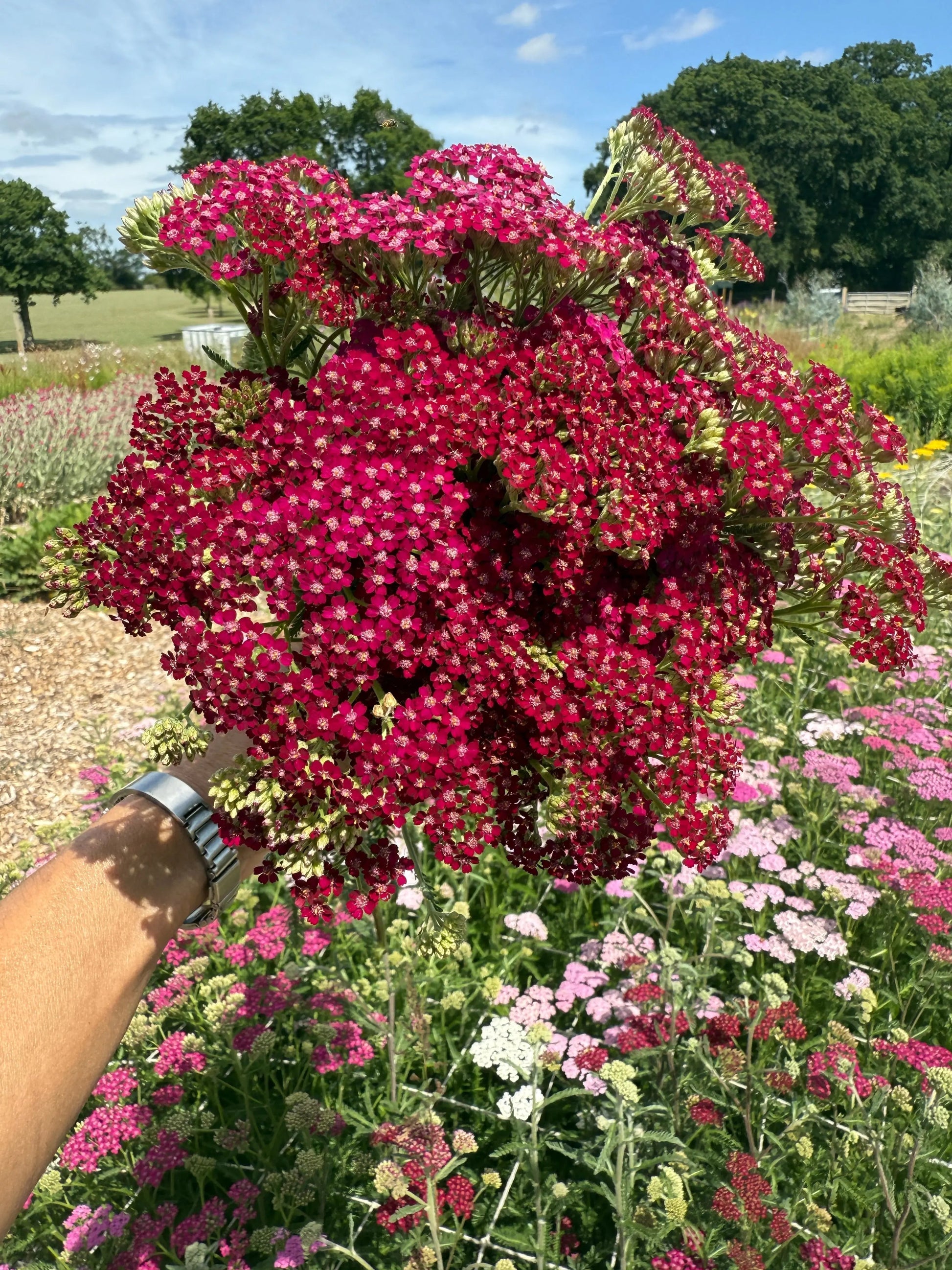 Achillea Rubra Red - REGN