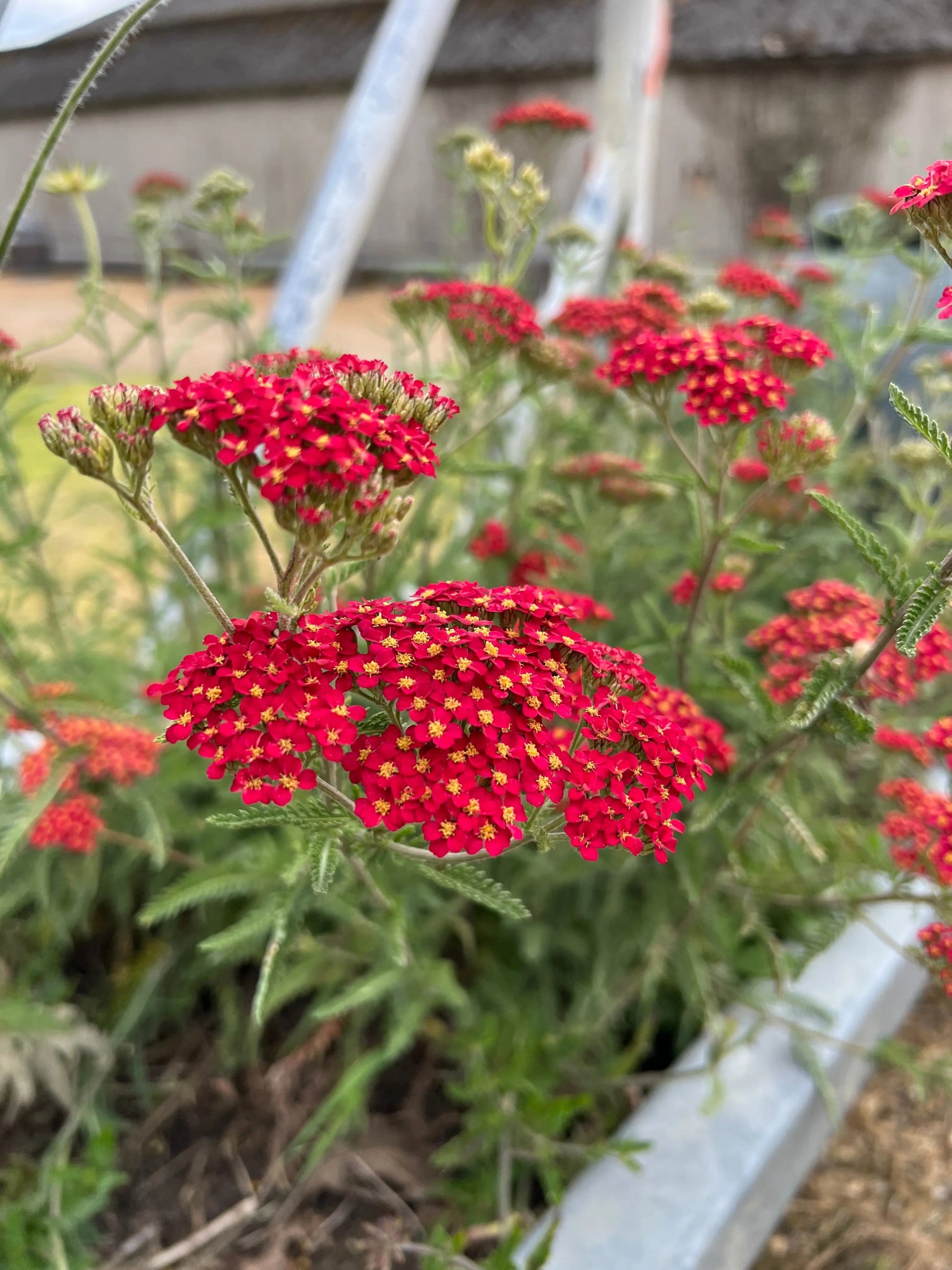 Achillea Rubra Red - REGN