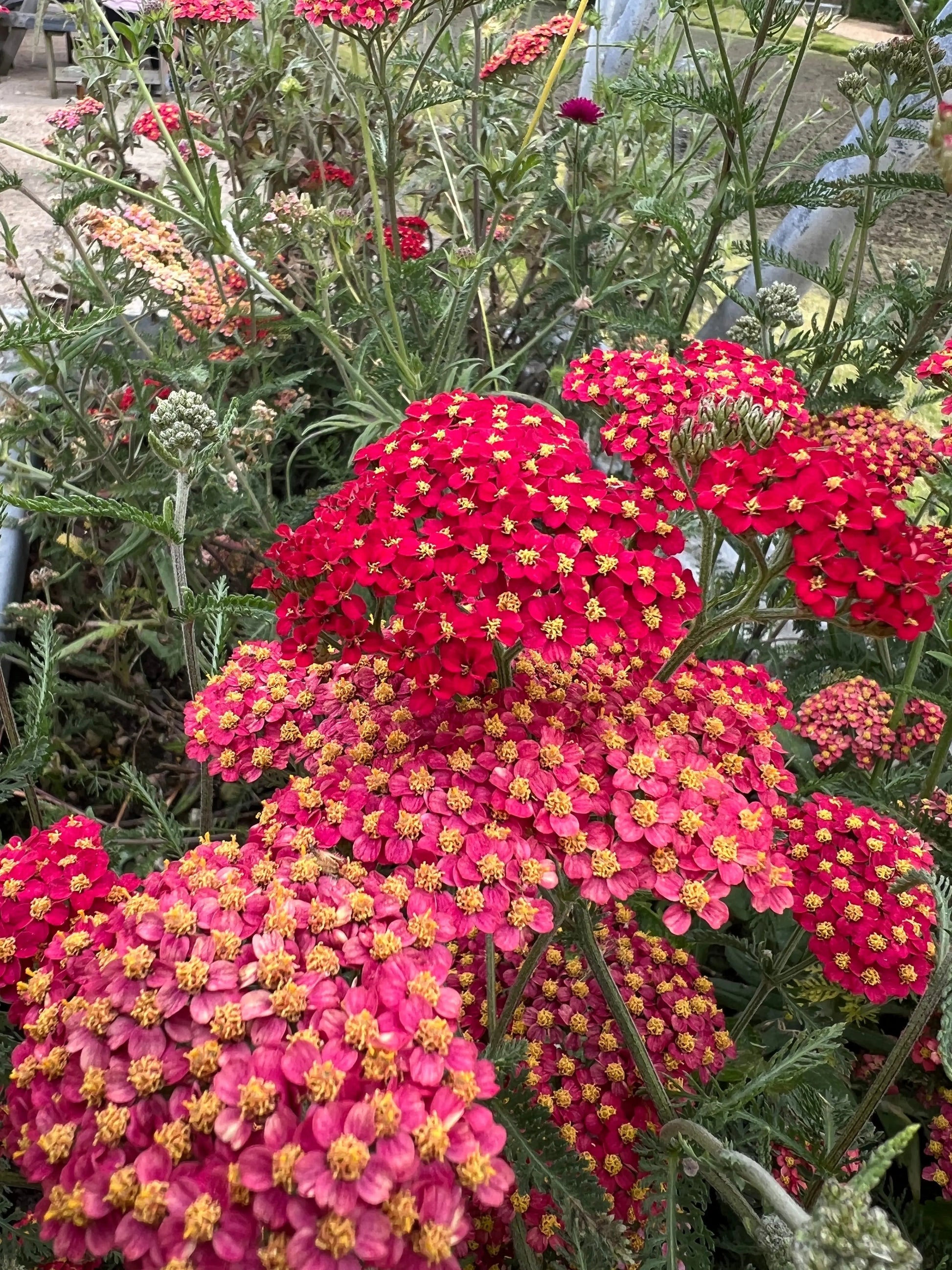 Achillea Rubra Red - REGN