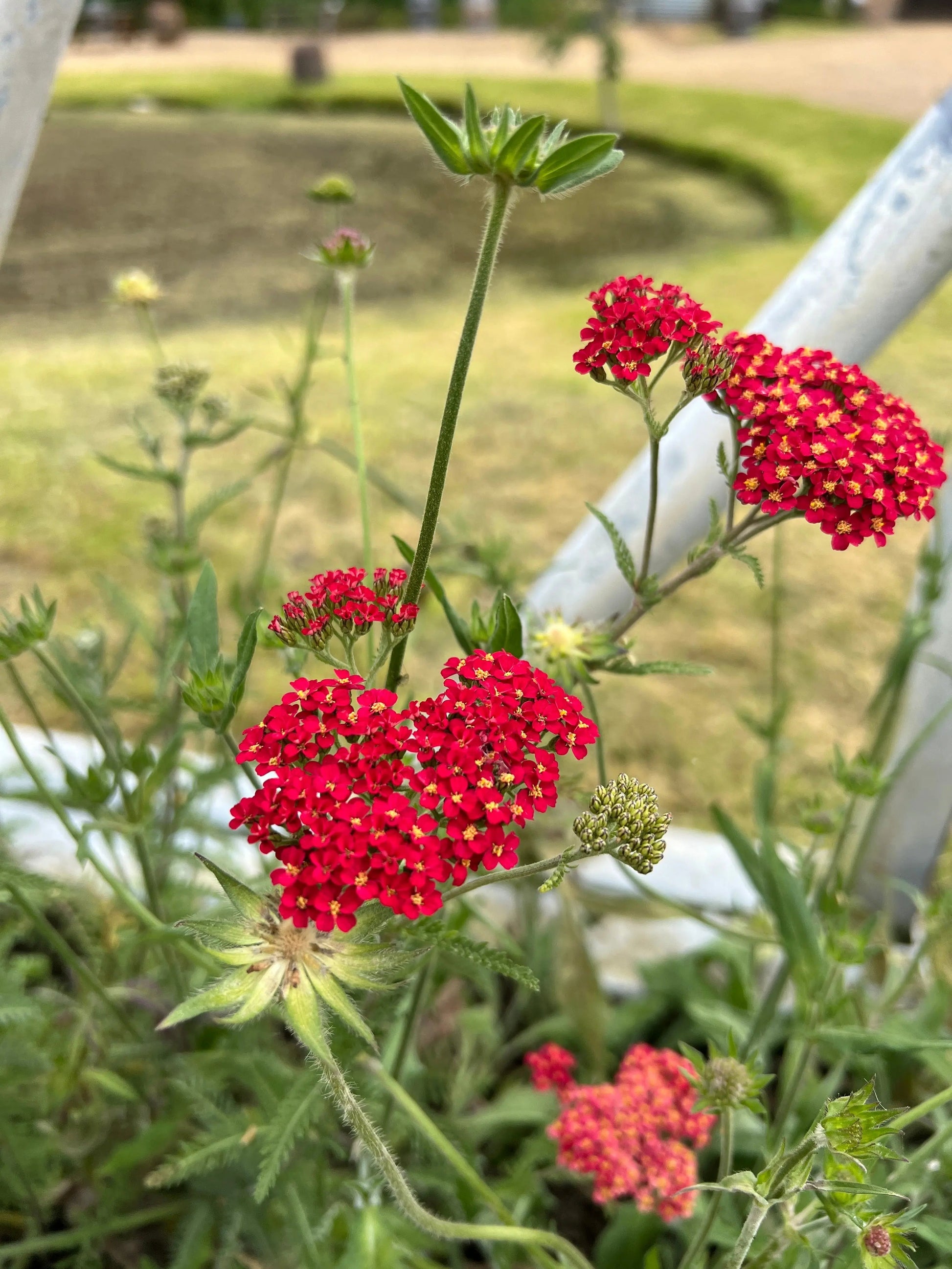 Achillea Rubra Red - REGN