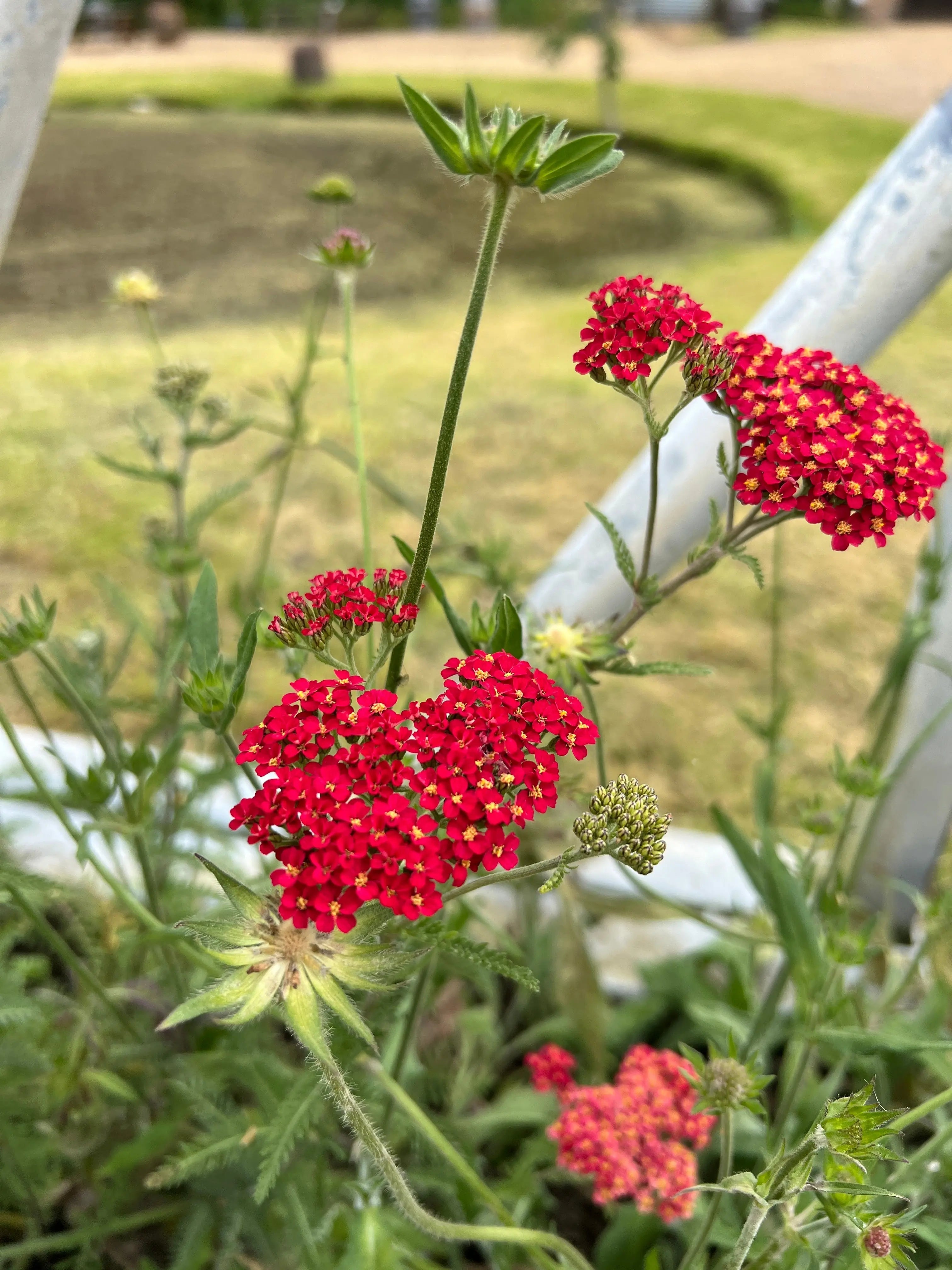 Achillea Rubra Red - REGN