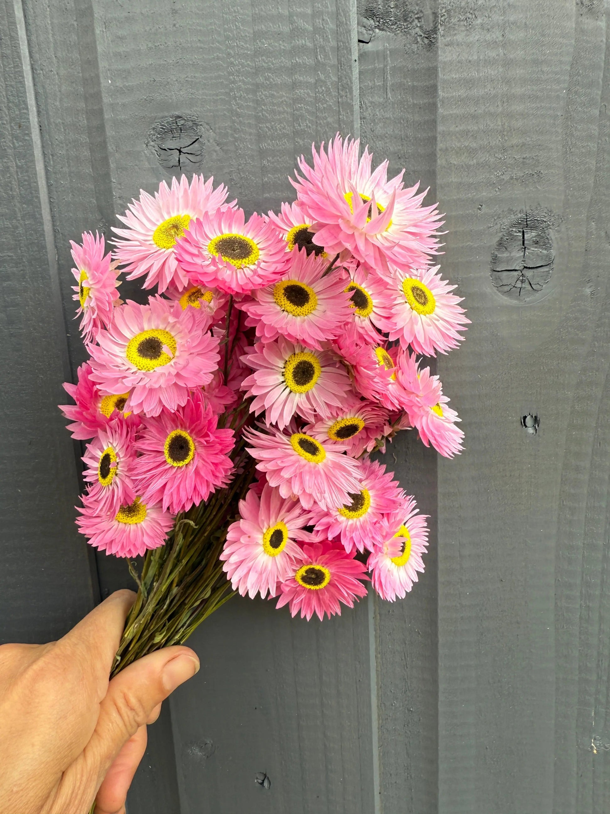 Acroclinium Strawflowers Dried - REGN