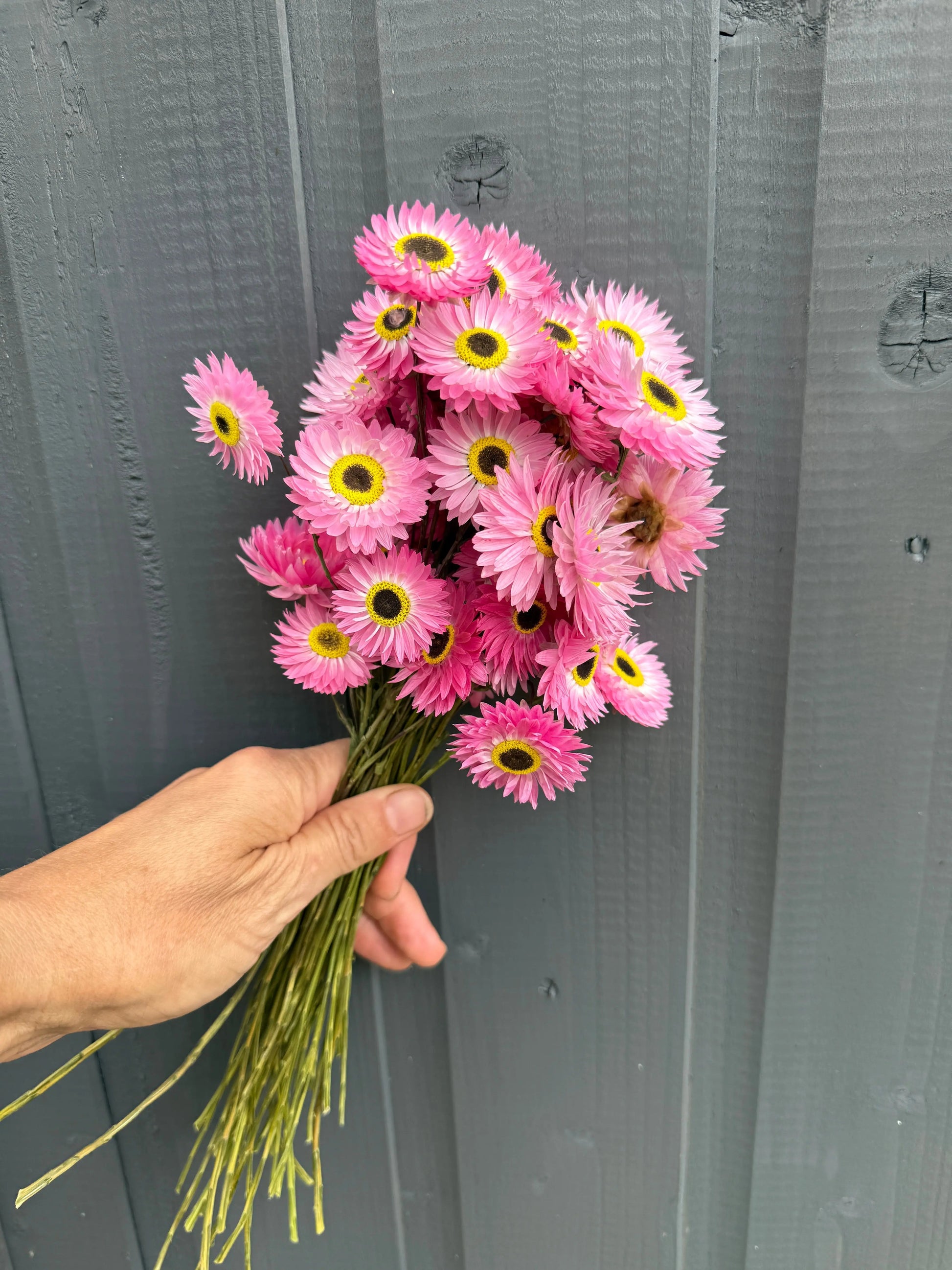 Acroclinium Strawflowers Dried - REGN