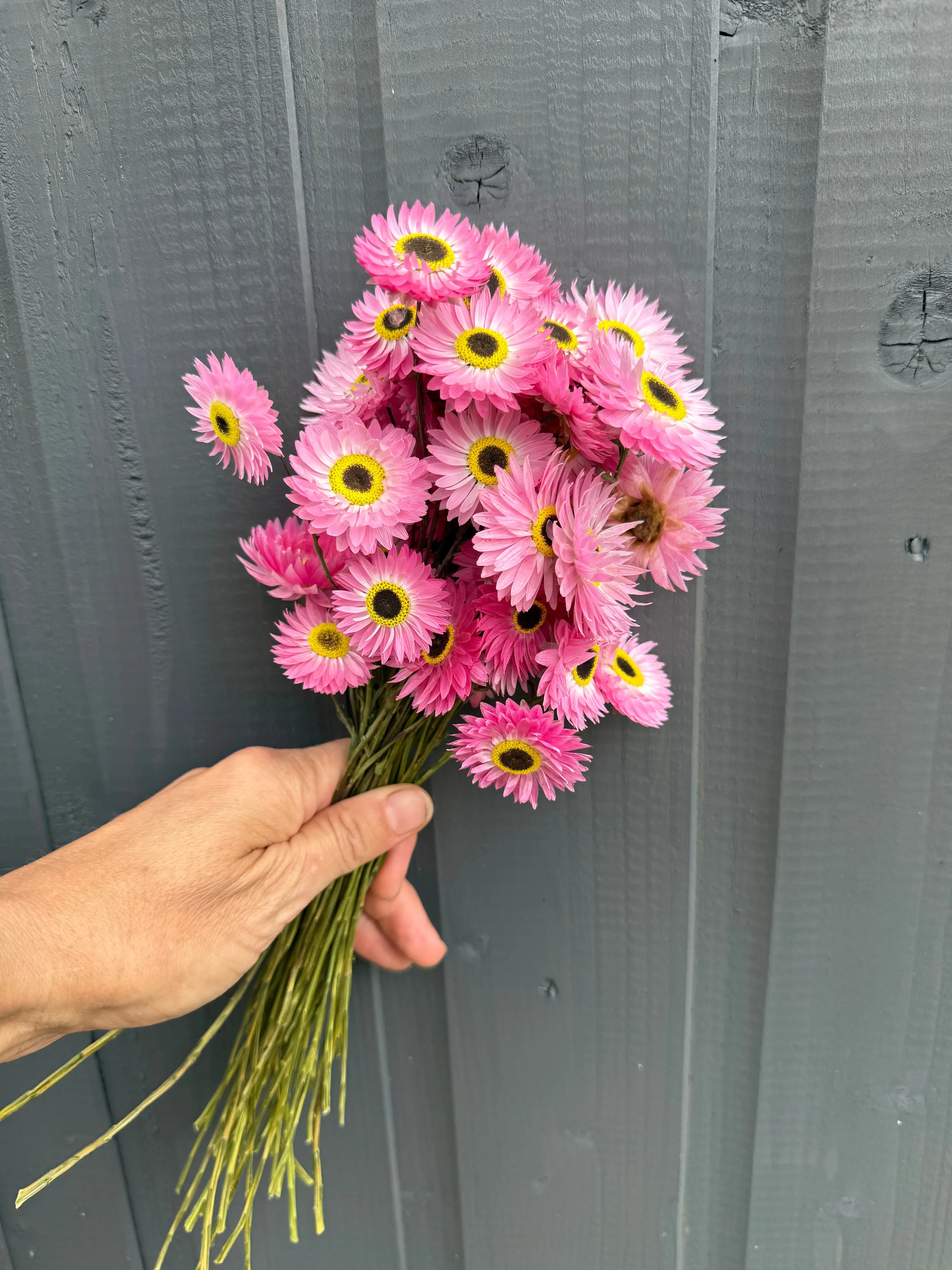 Acroclinium Strawflowers Dried - REGN