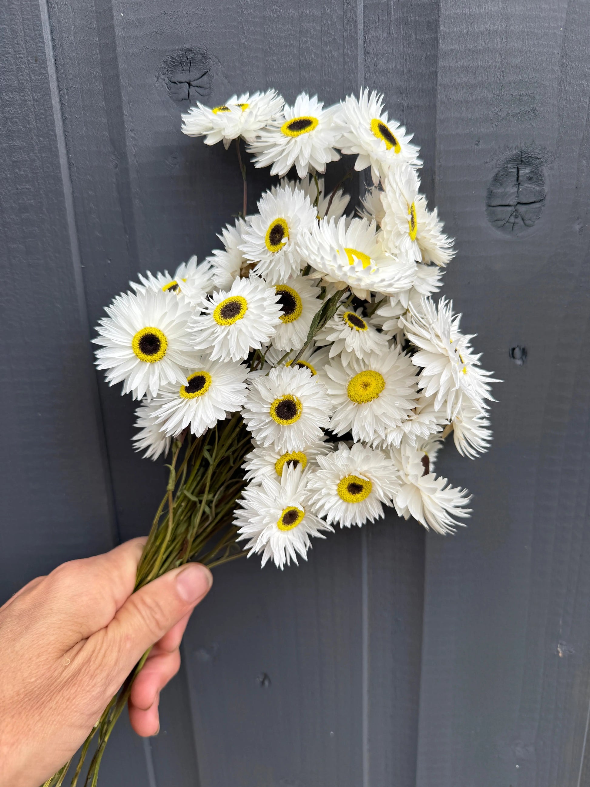 Acroclinium Strawflowers Dried - REGN