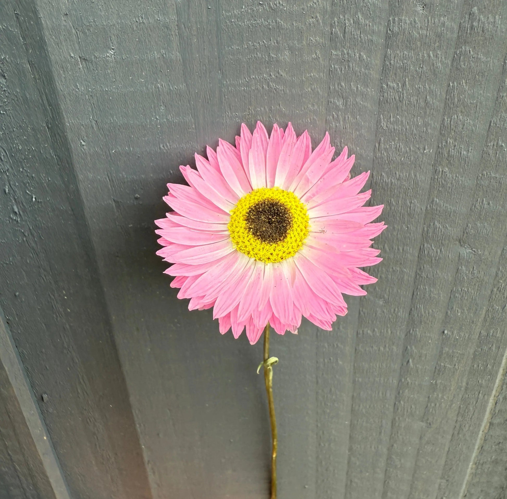 Acroclinium Strawflowers Dried - REGN