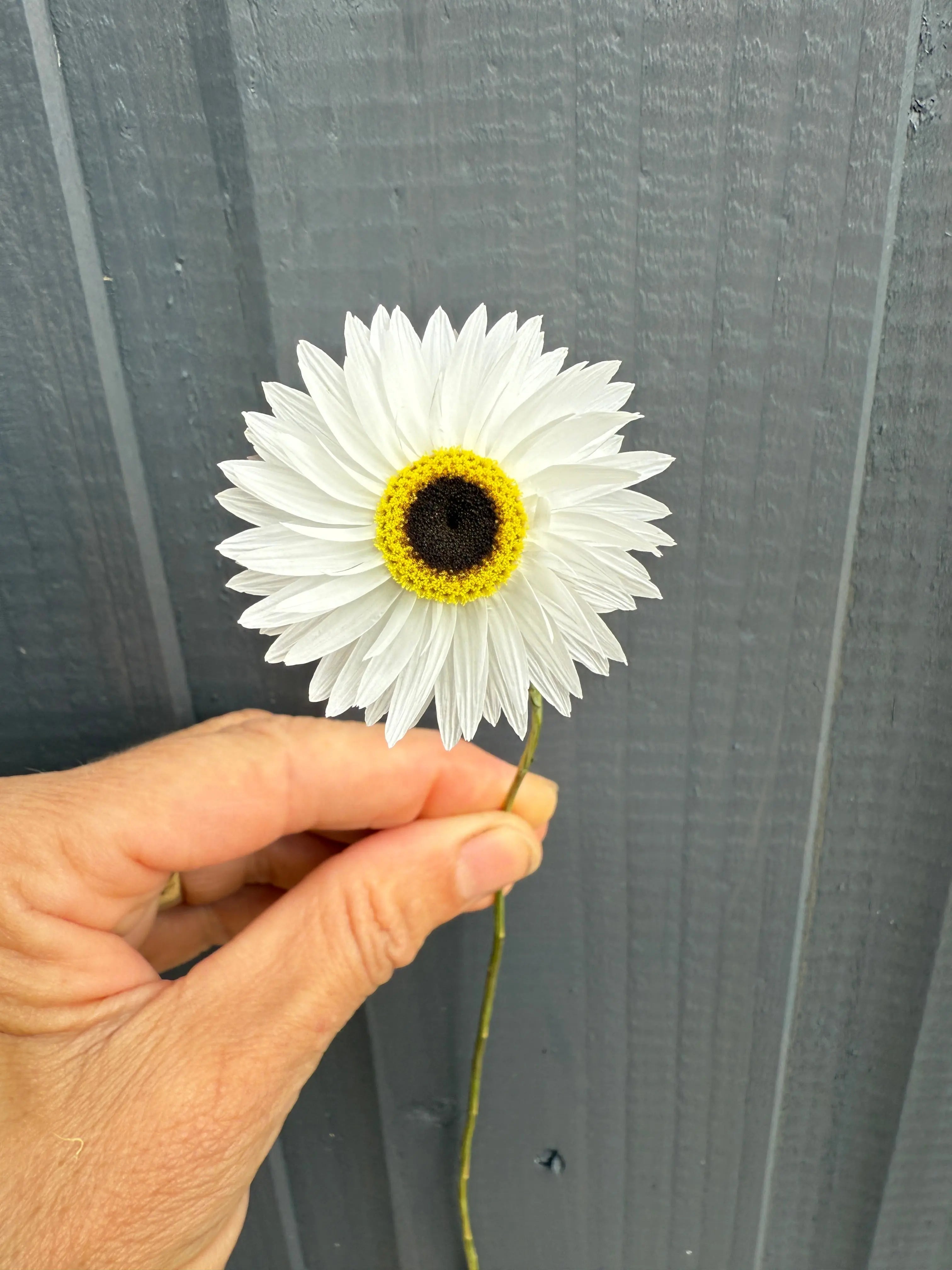 Acroclinium Strawflowers Dried - REGN