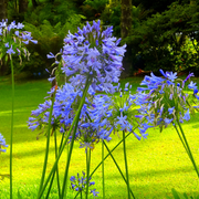 Agapanthus Big Blue - REGN