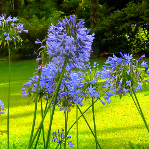 Agapanthus Big Blue - REGN