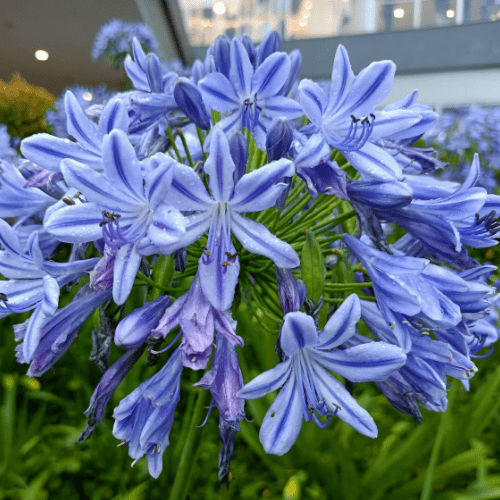 Agapanthus Big Blue - REGN