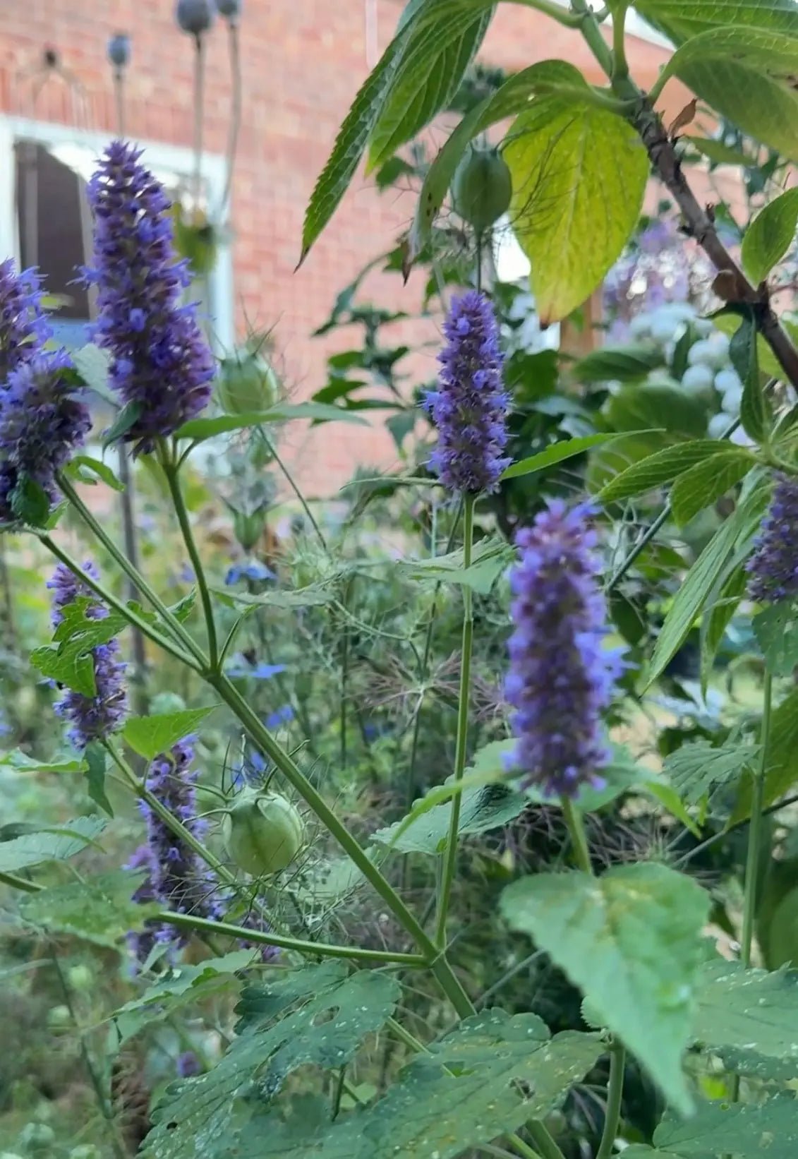 Agastache Liquorice Blue - REGN
