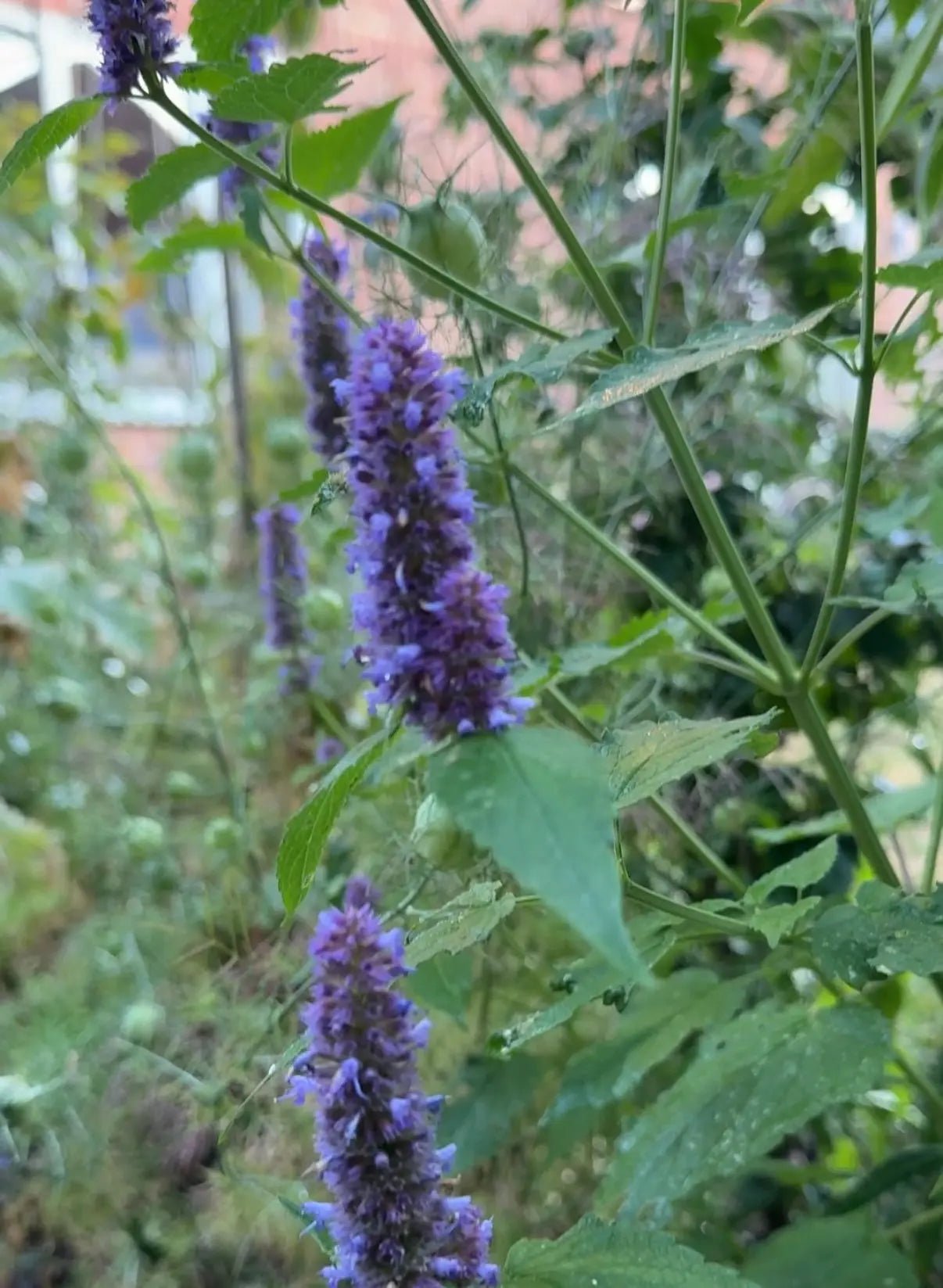 Agastache Liquorice Blue - REGN