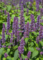 Agastache Liquorice Blue - REGN