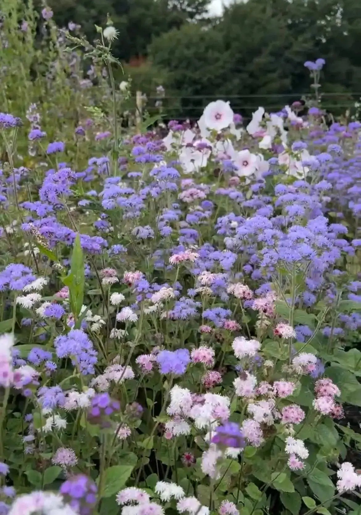 Ageratum Timeless Mix - REGN
