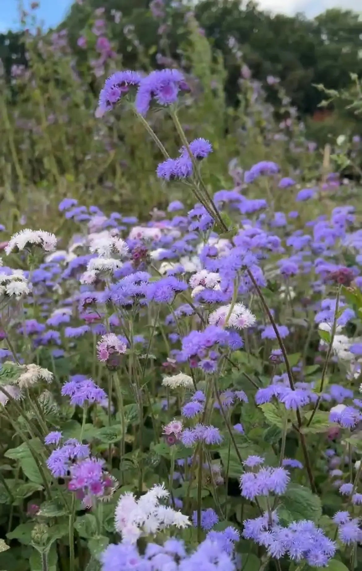 Ageratum Timeless Mix - REGN