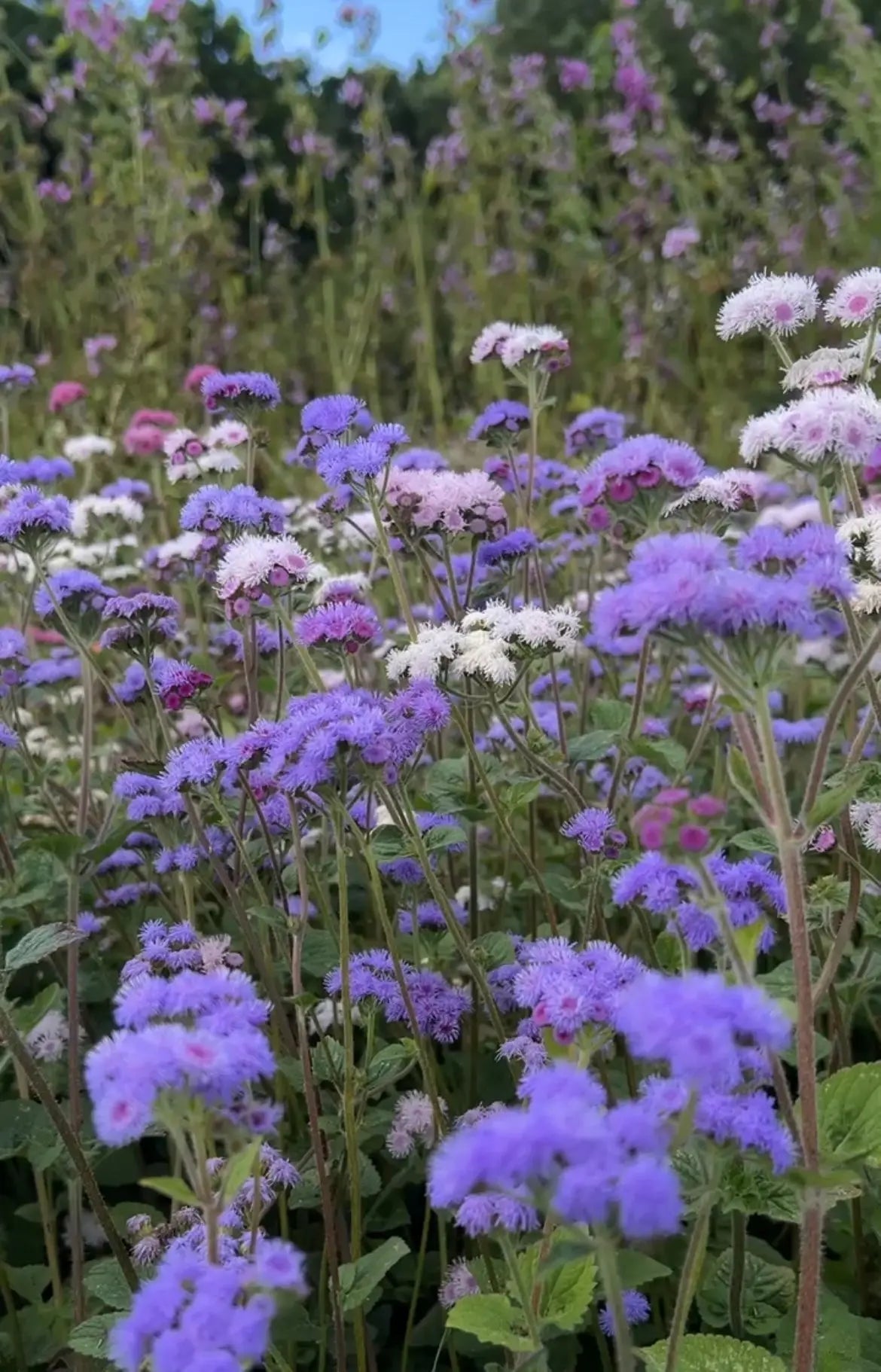 Ageratum Timeless Mix - REGN
