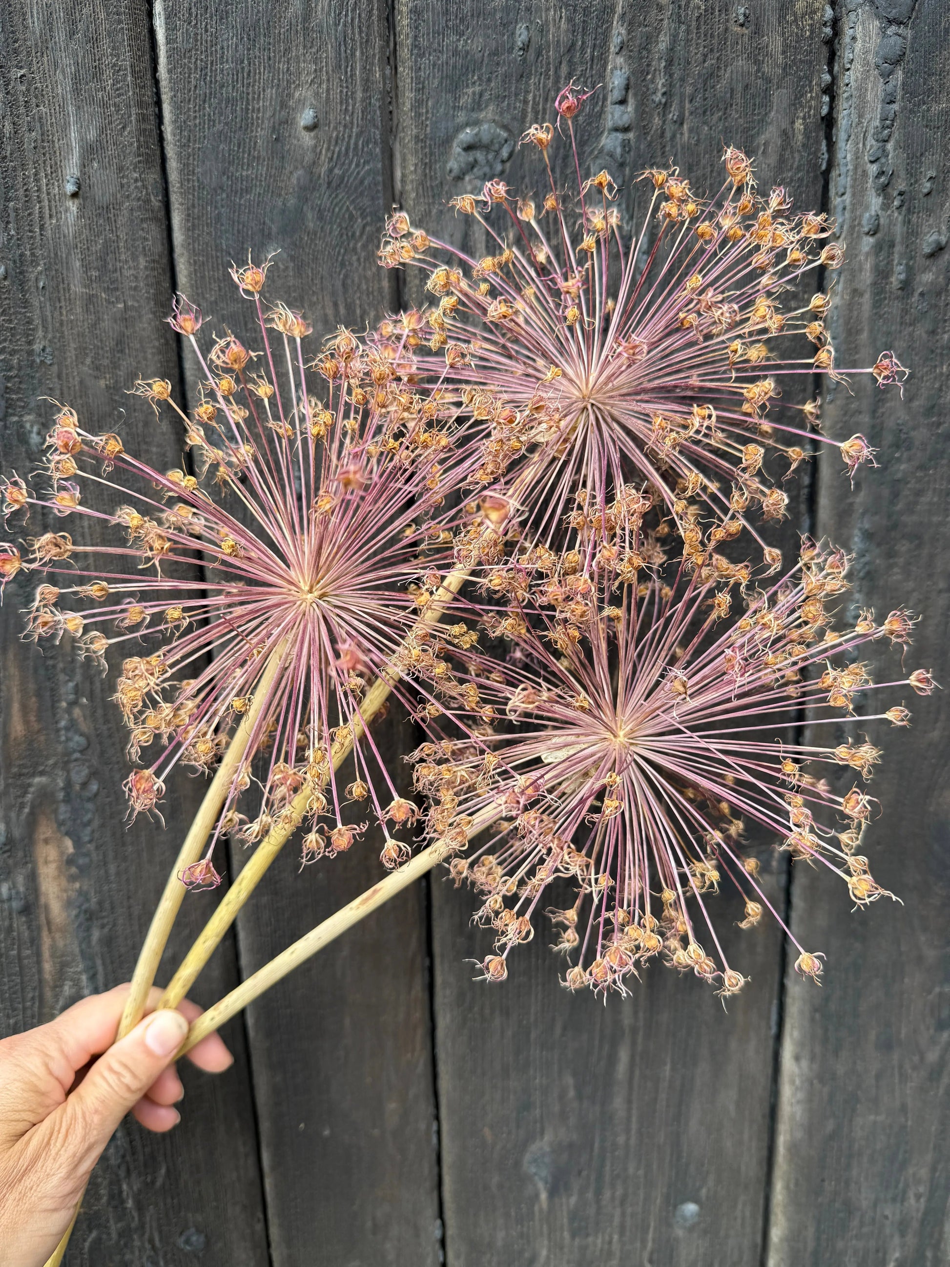 Alliums Dried - REGN