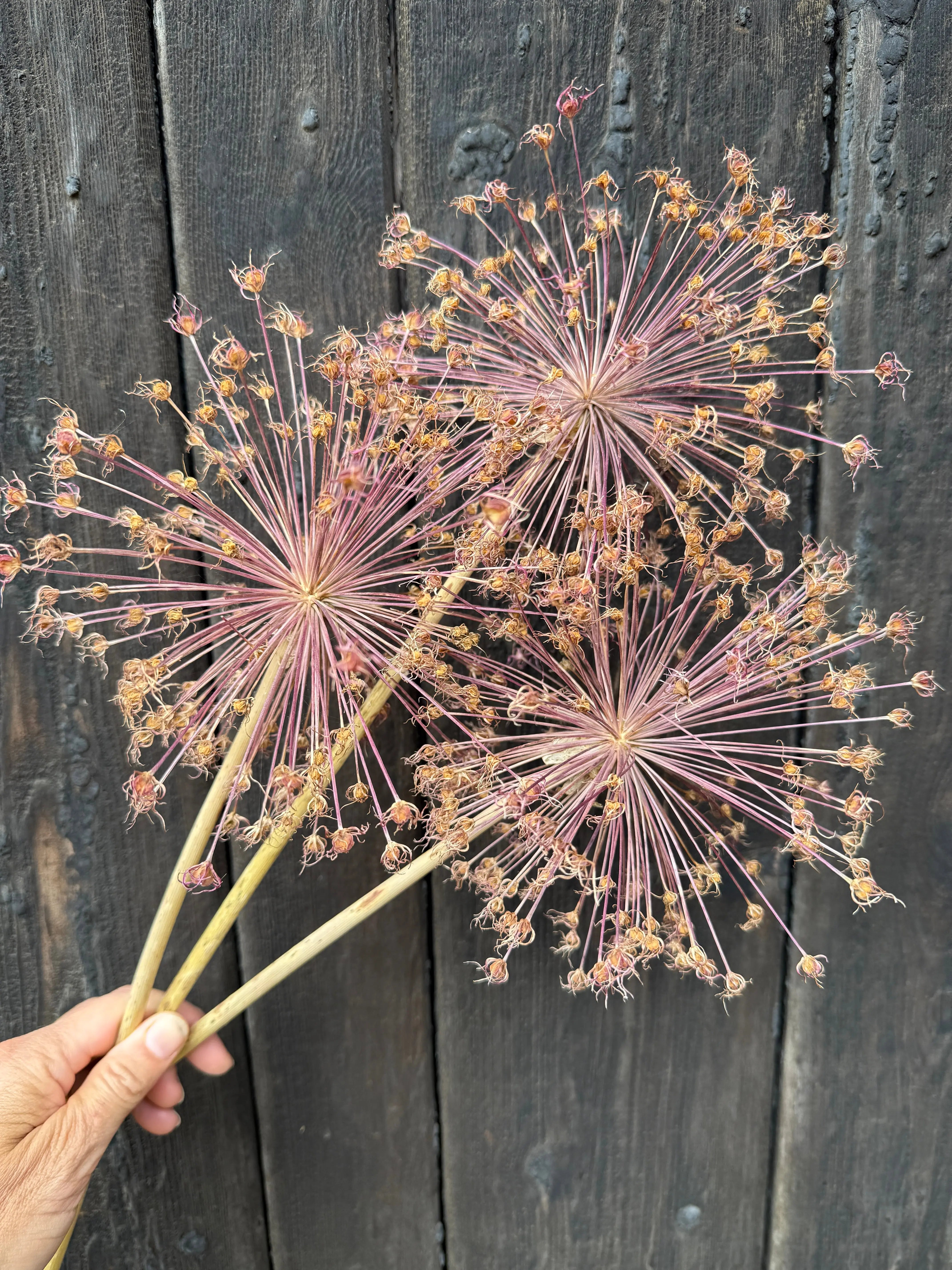 Alliums Dried - REGN