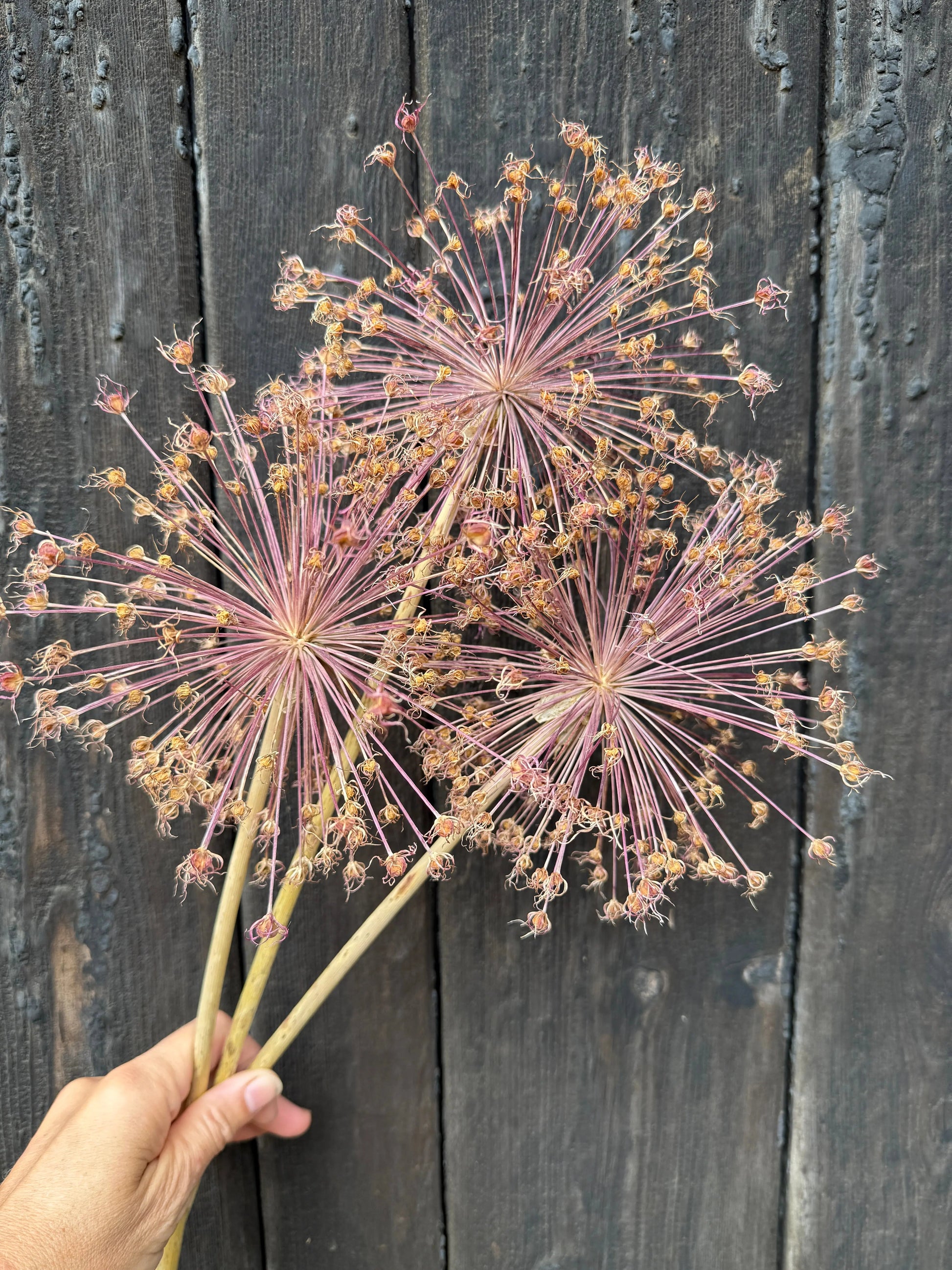 Alliums Dried - REGN