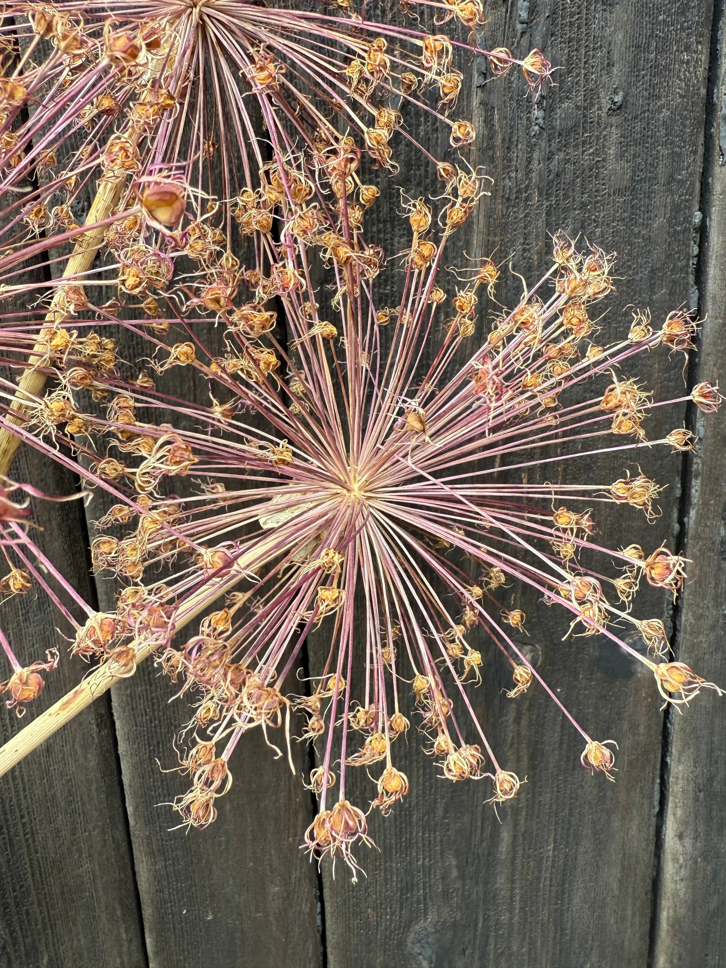 Alliums Dried - REGN