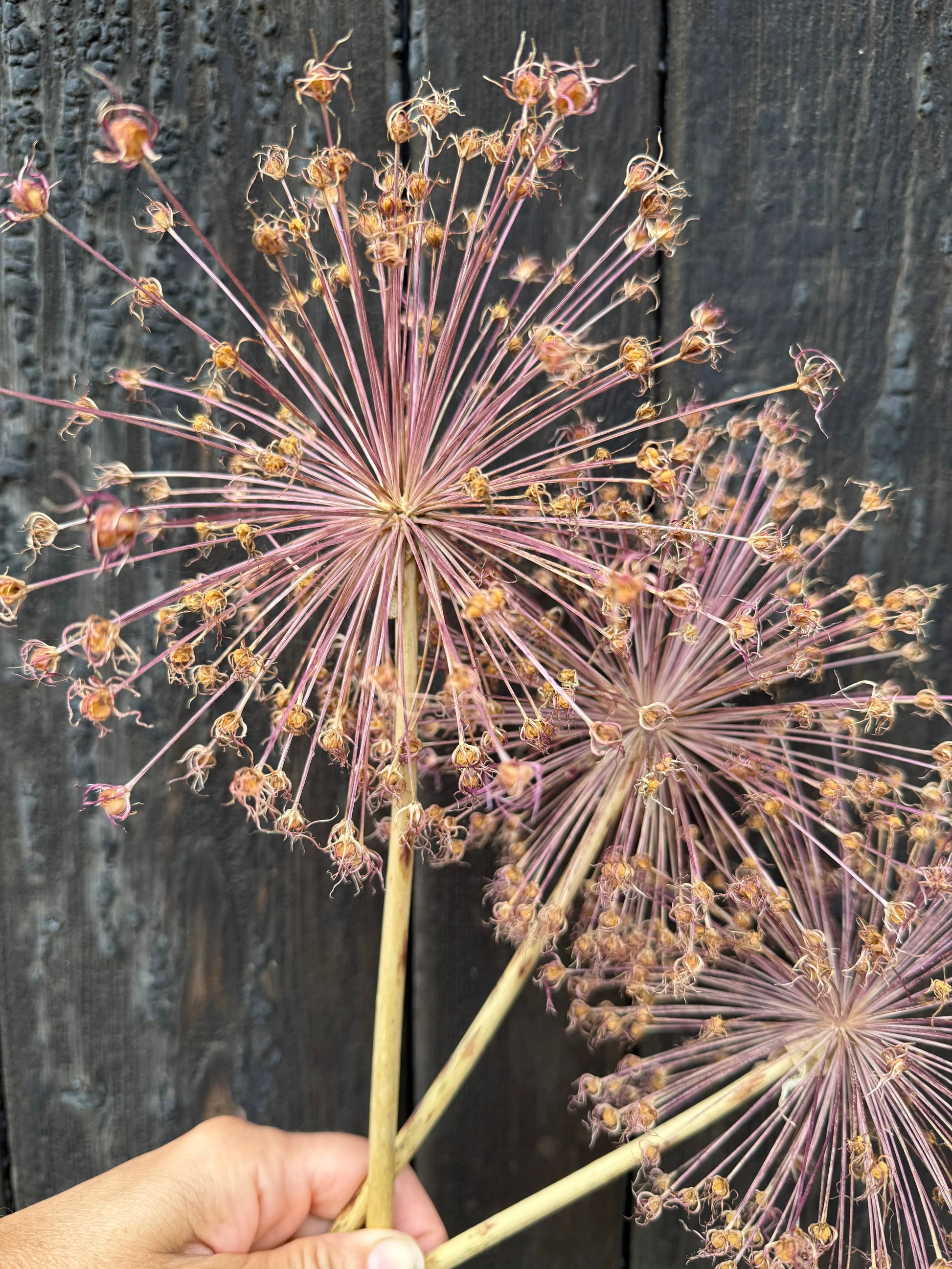 Alliums Dried - REGN