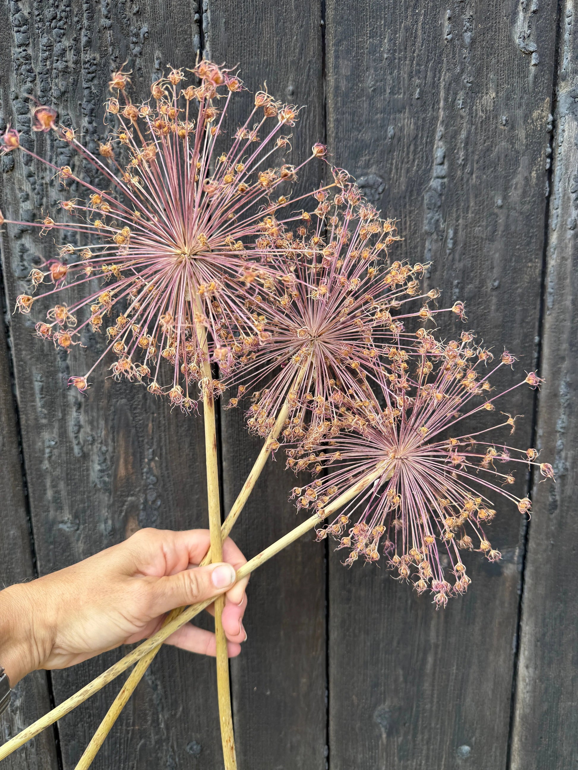 Alliums Dried - REGN