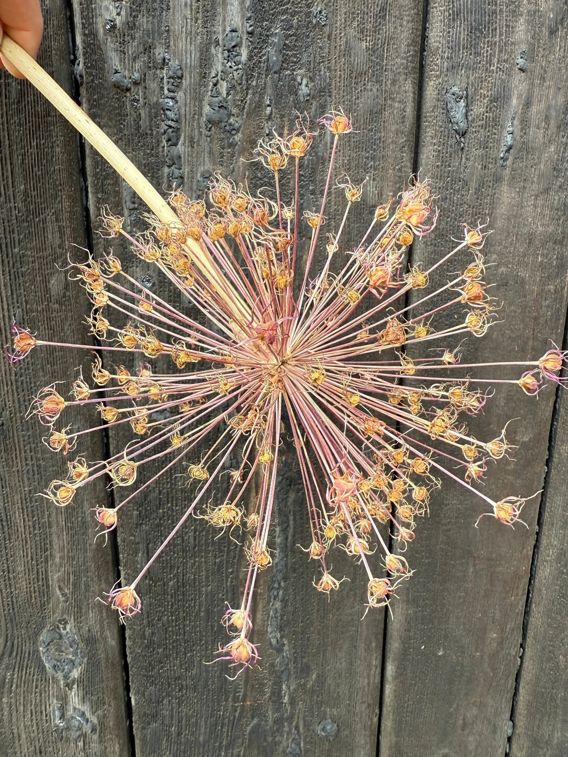 Alliums Dried - REGN