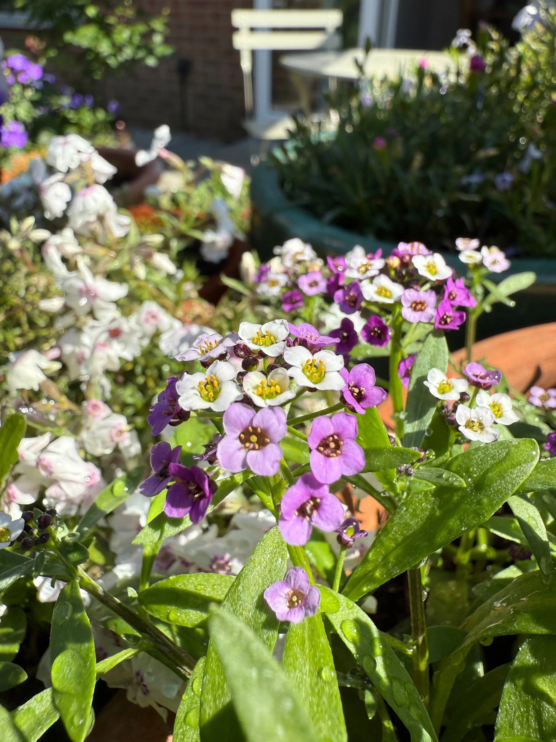 Alyssum Royal Carpet - REGN