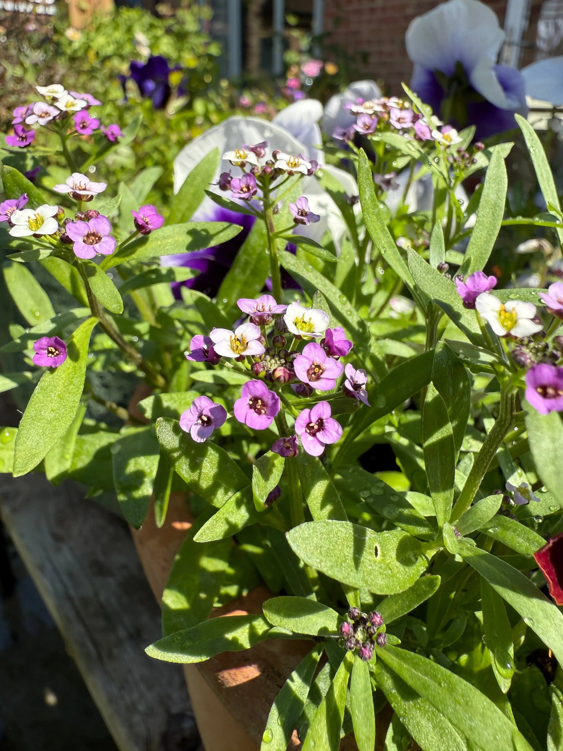 Alyssum Royal Carpet - REGN