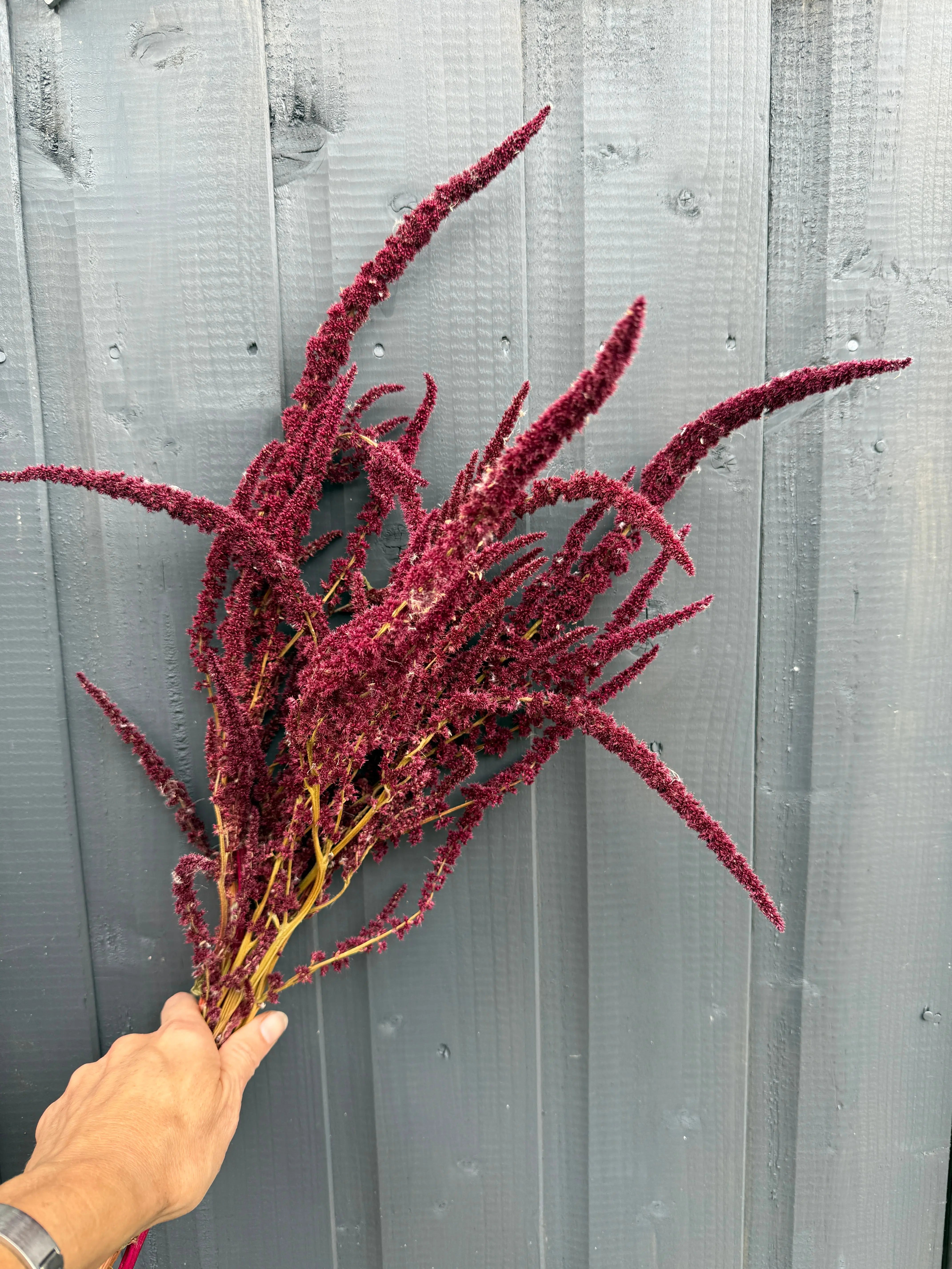 Amaranthus Dried - REGN