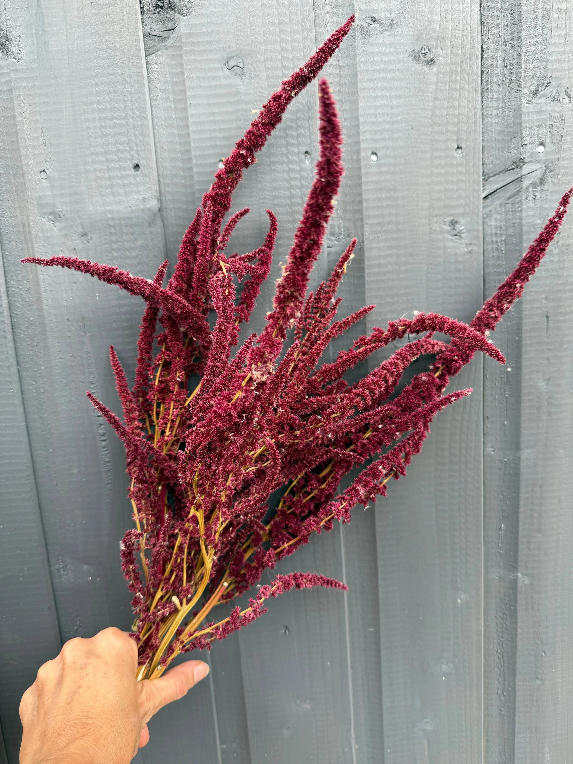 Amaranthus Dried - REGN