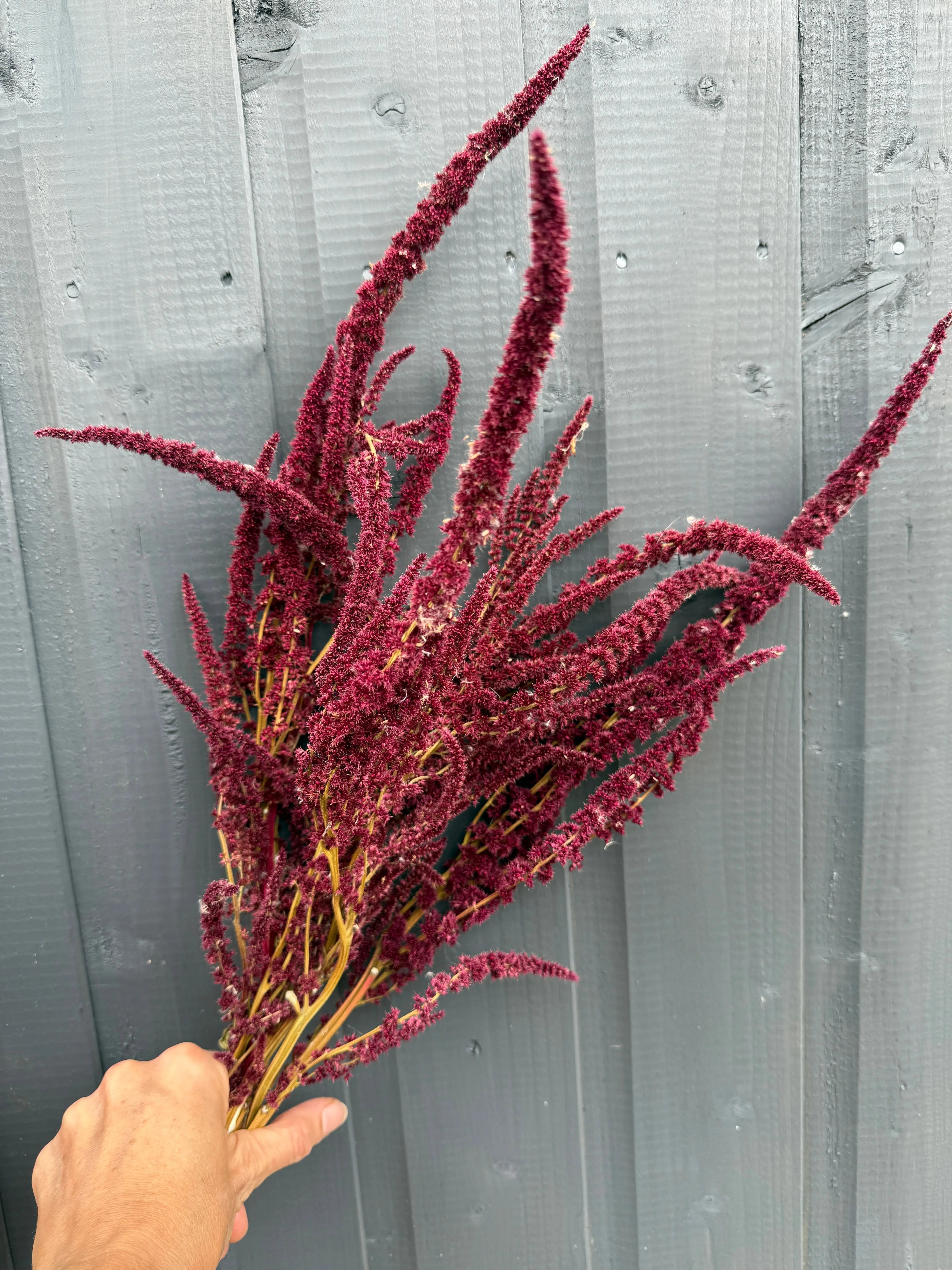 Amaranthus Dried - REGN