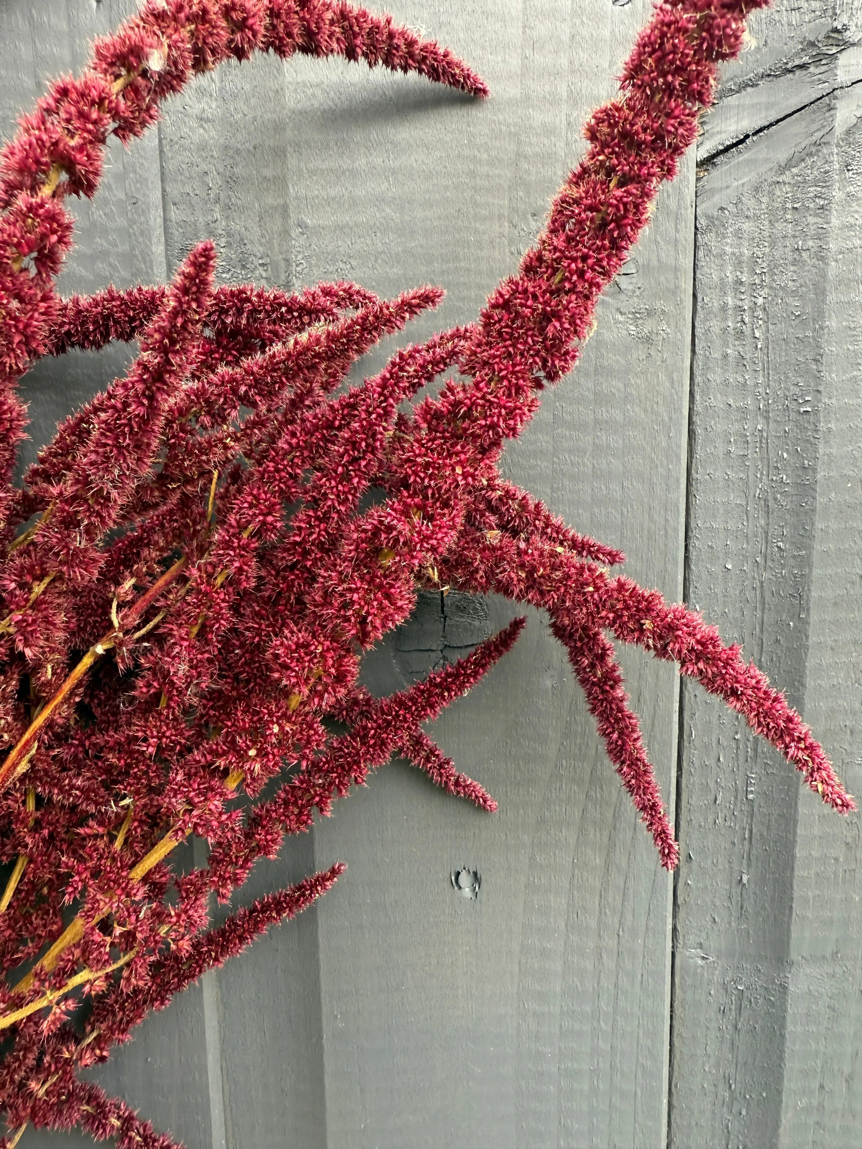 Amaranthus Dried - REGN