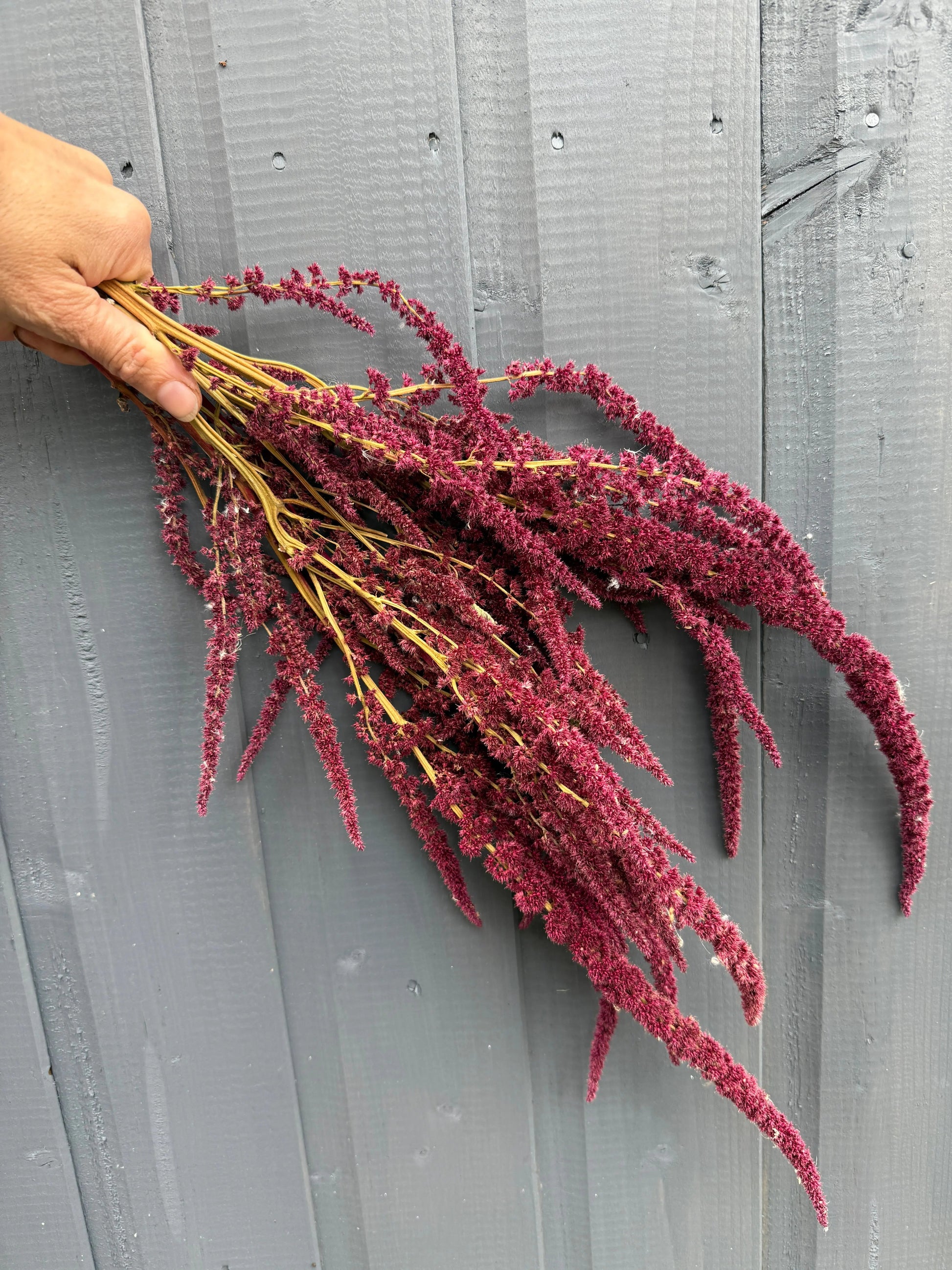 Amaranthus Dried - REGN