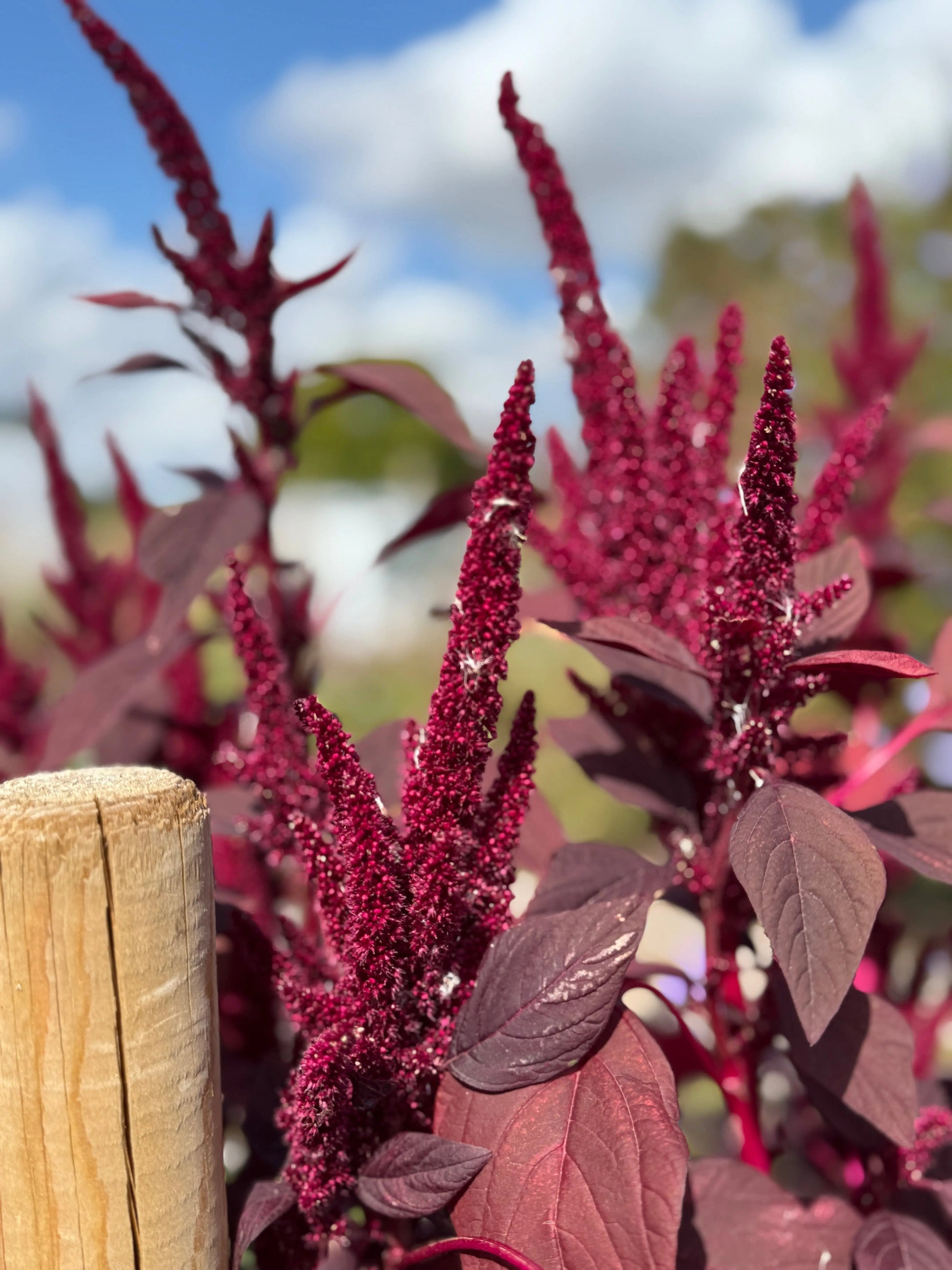 Amaranthus Red (Love-Lies-Bleeding) - REGN