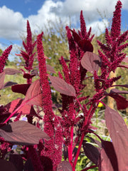 Amaranthus Red (Love-Lies-Bleeding) - REGN