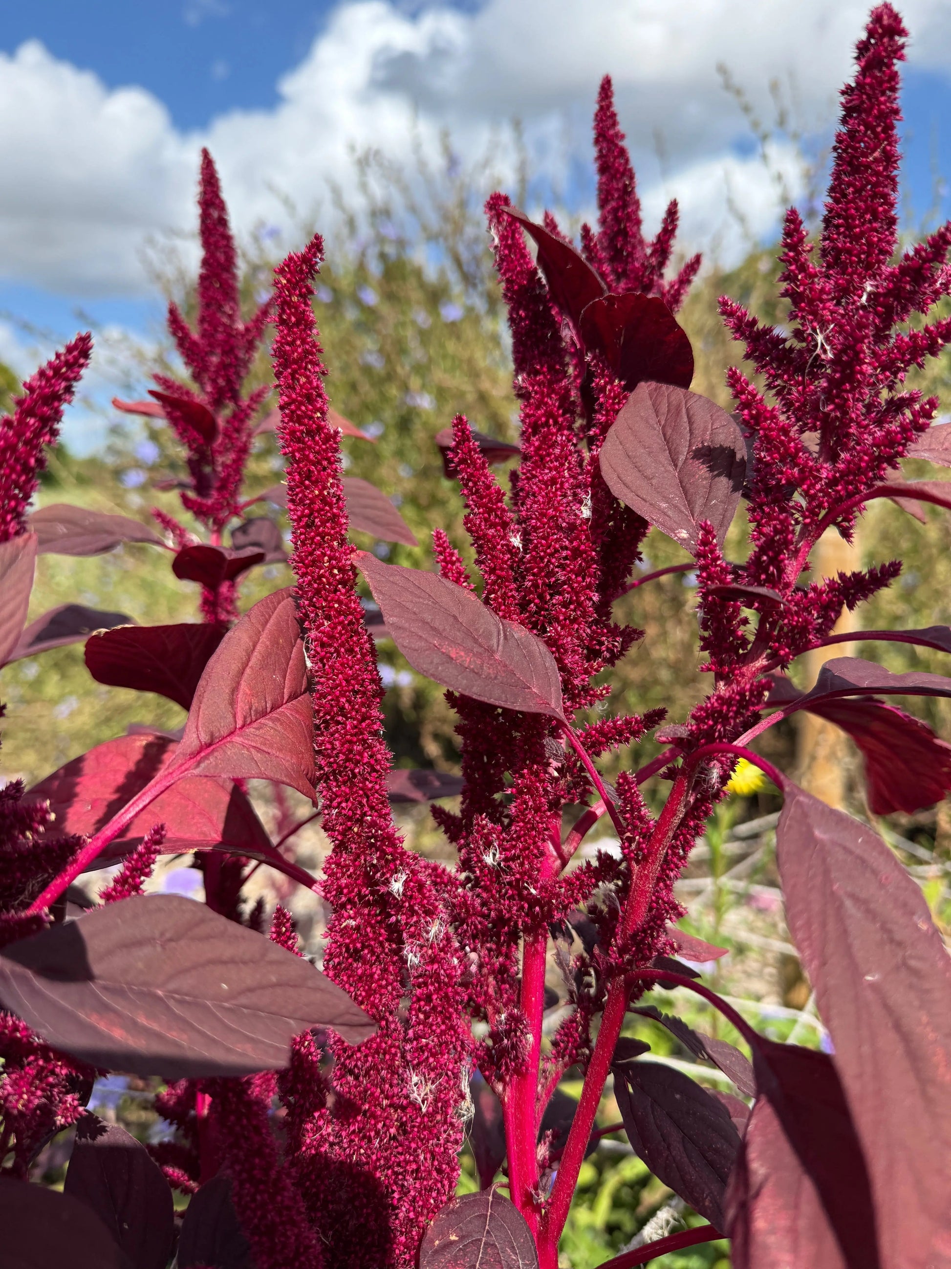 Amaranthus Red (Love-Lies-Bleeding) - REGN