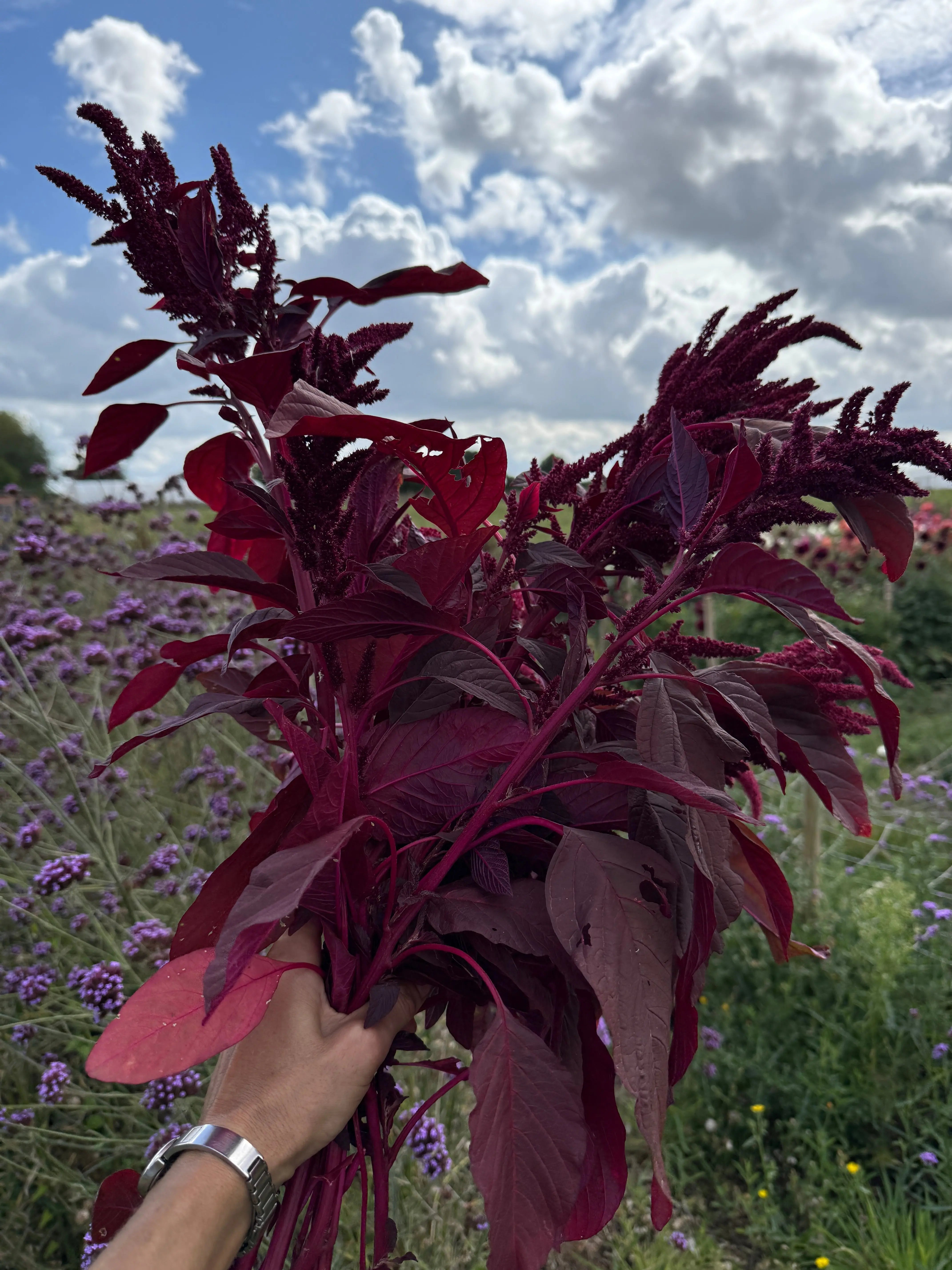 Amaranthus Red (Love-Lies-Bleeding) - REGN