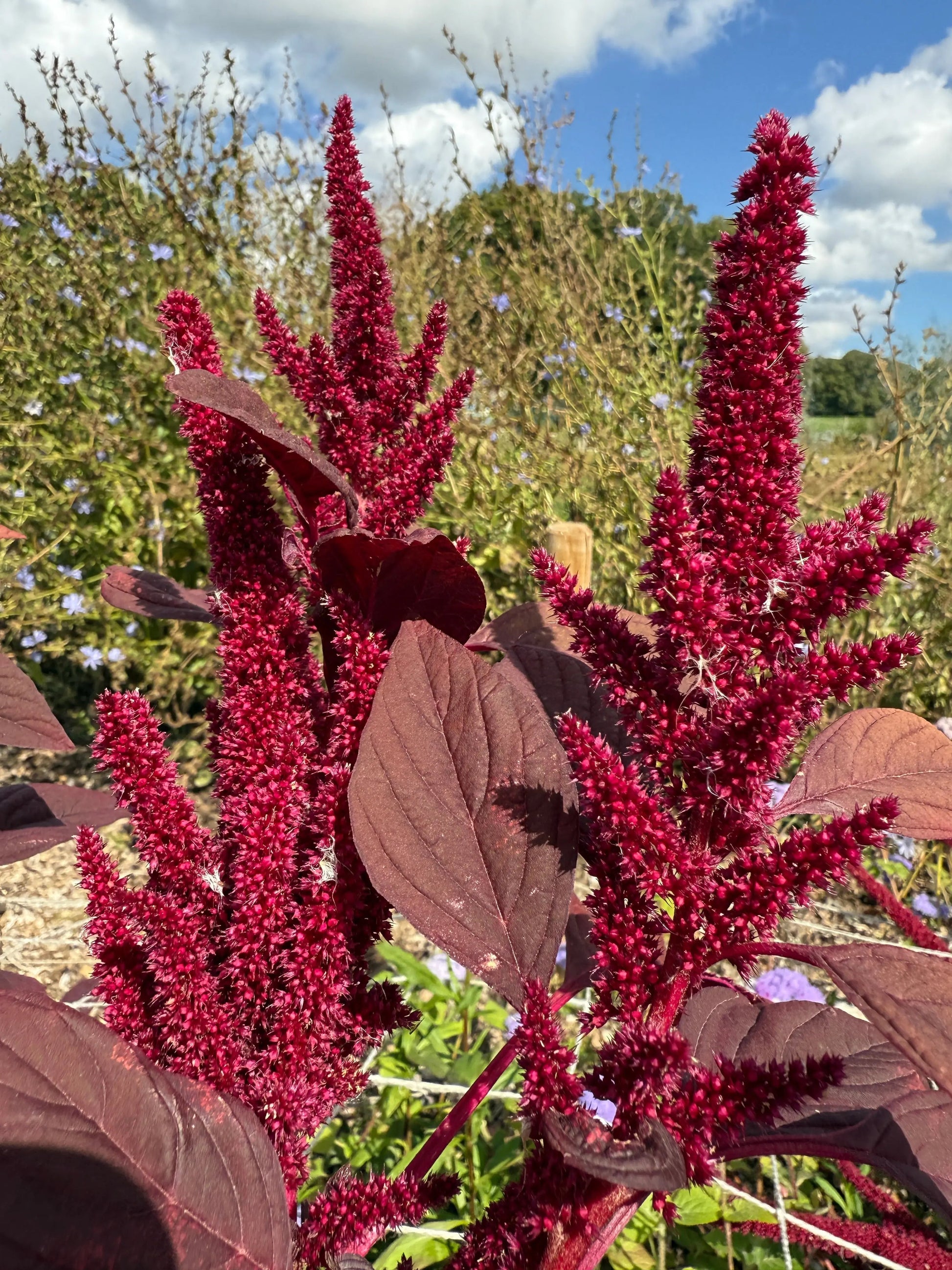 Amaranthus Red (Love-Lies-Bleeding) - REGN
