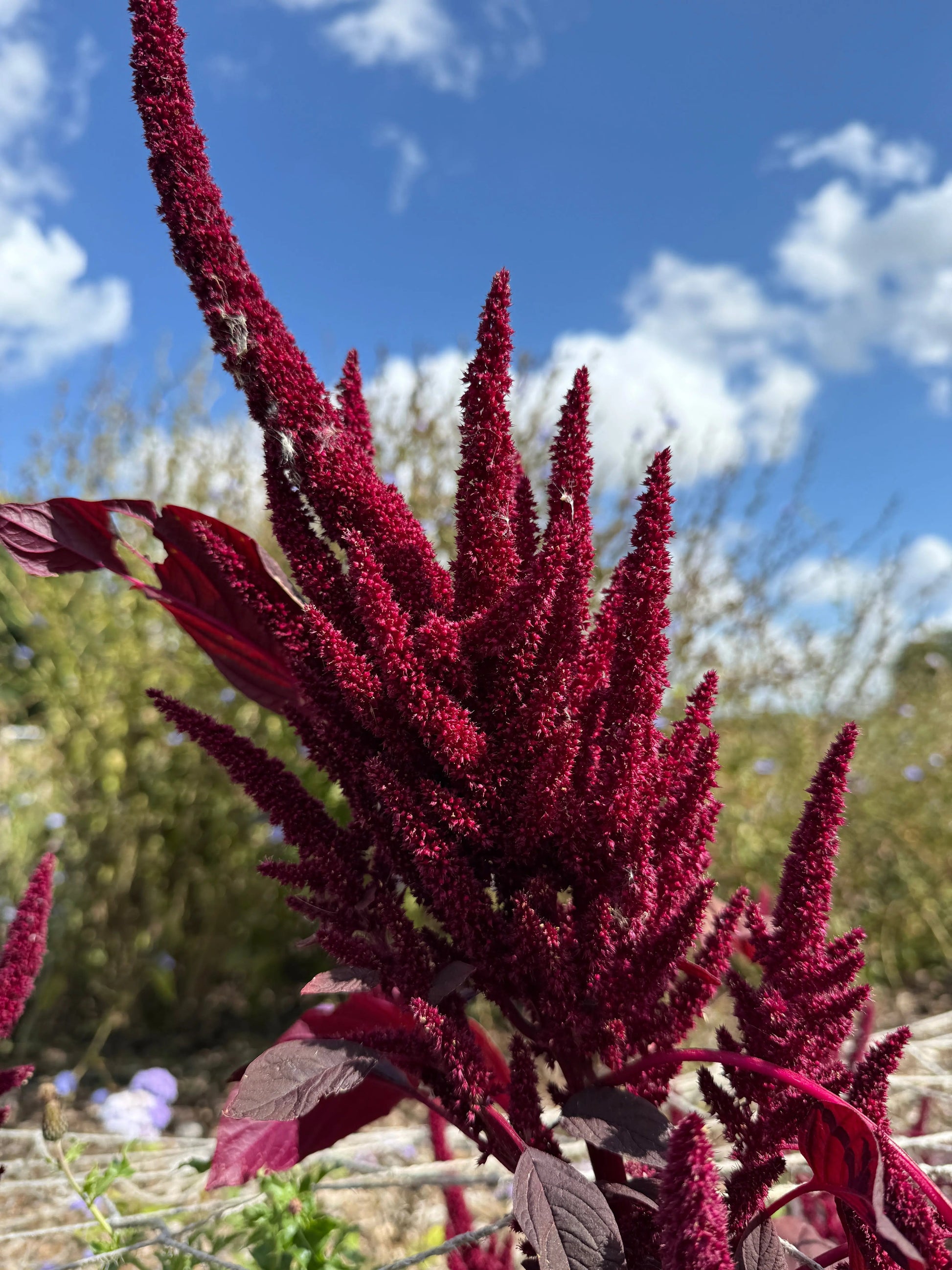 Amaranthus Red (Love-Lies-Bleeding) - REGN