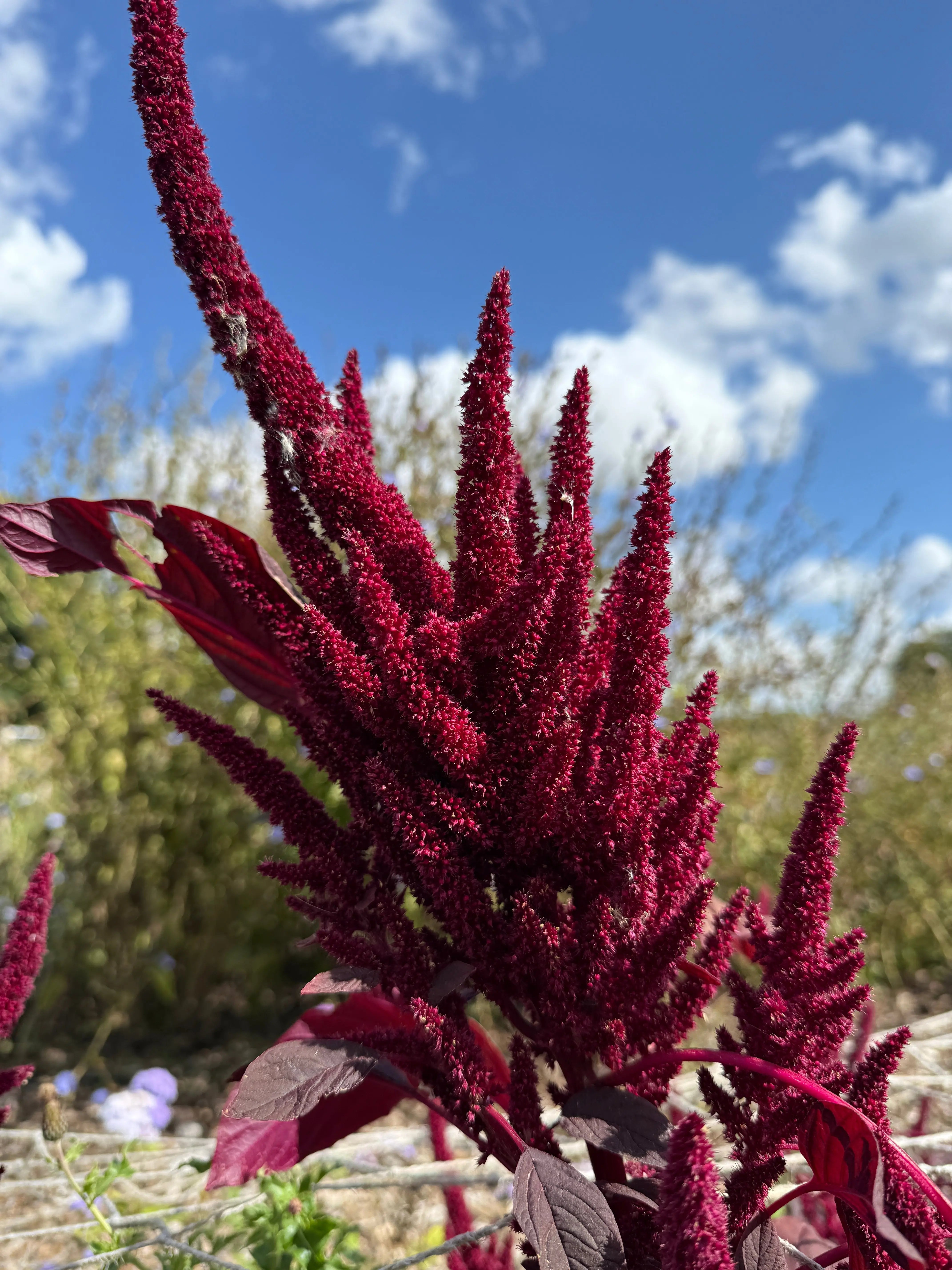 Amaranthus Red (Love-Lies-Bleeding) - REGN