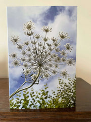Ammi against a Norfolk sky Greeting Card - REGN