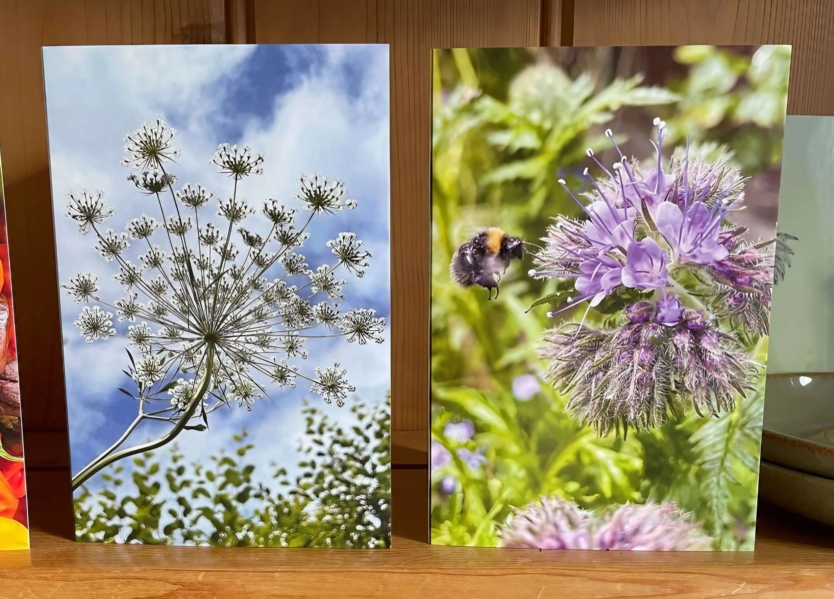 Ammi against a Norfolk sky Greeting Card - REGN