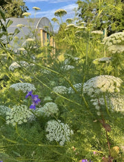 Ammi majus - REGN