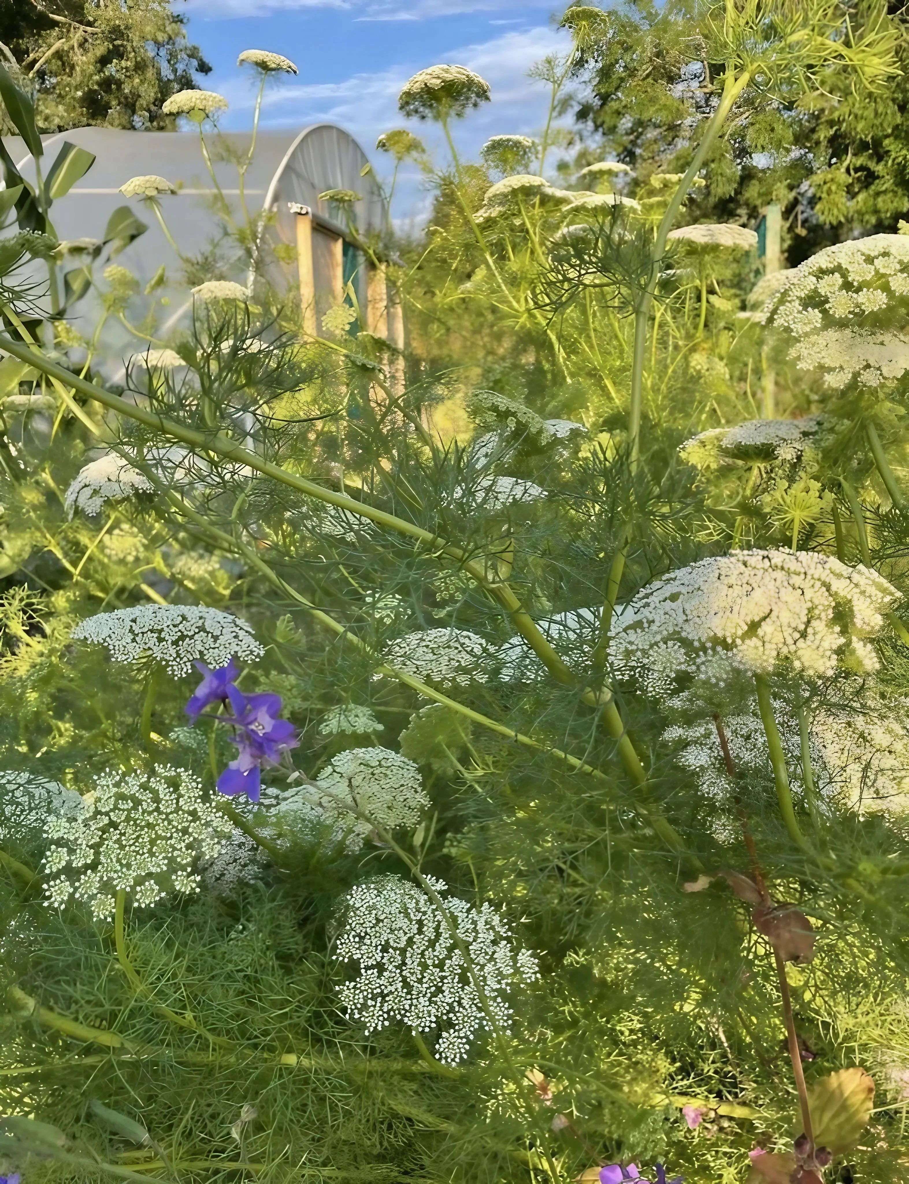 Ammi majus - REGN