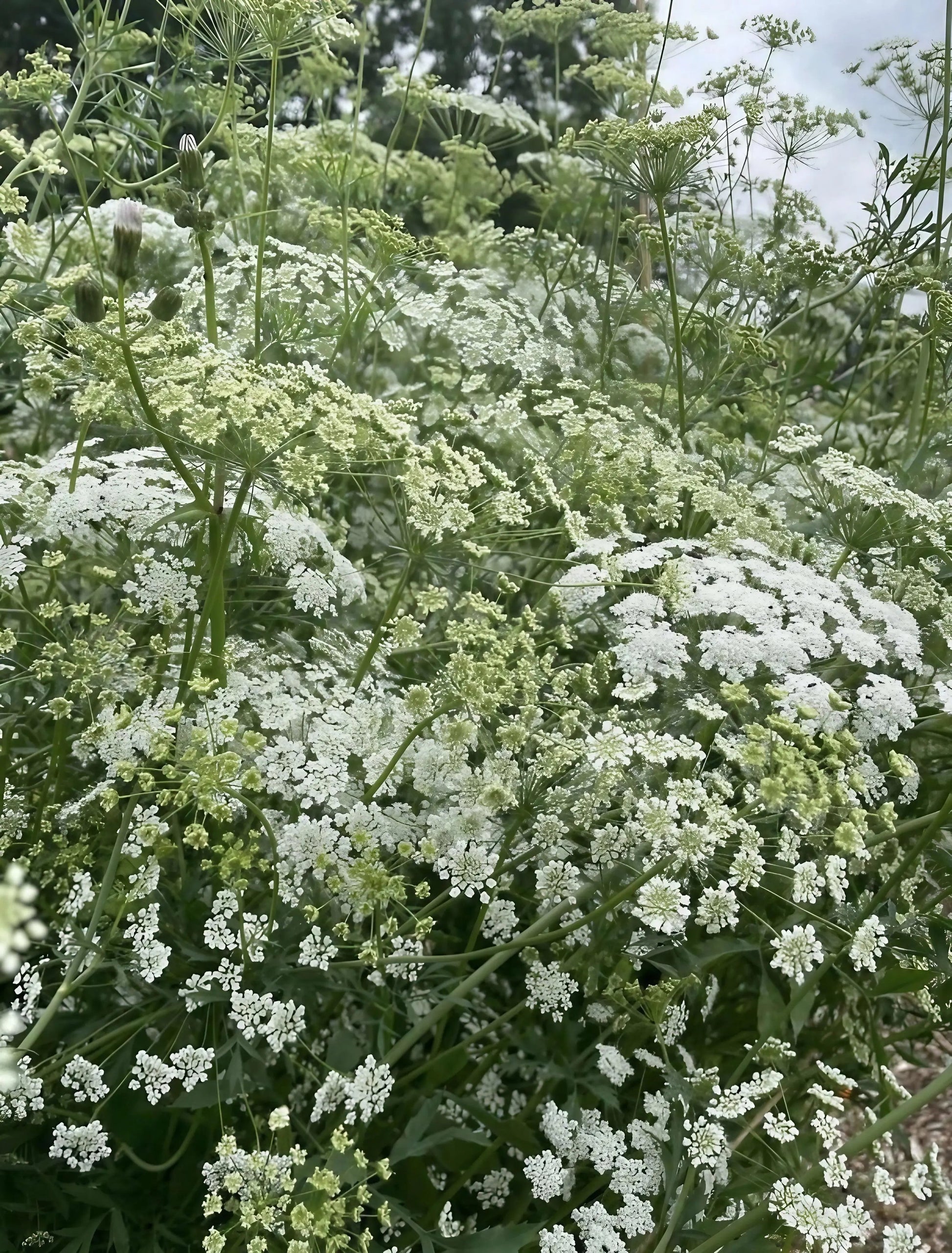 Ammi majus - REGN