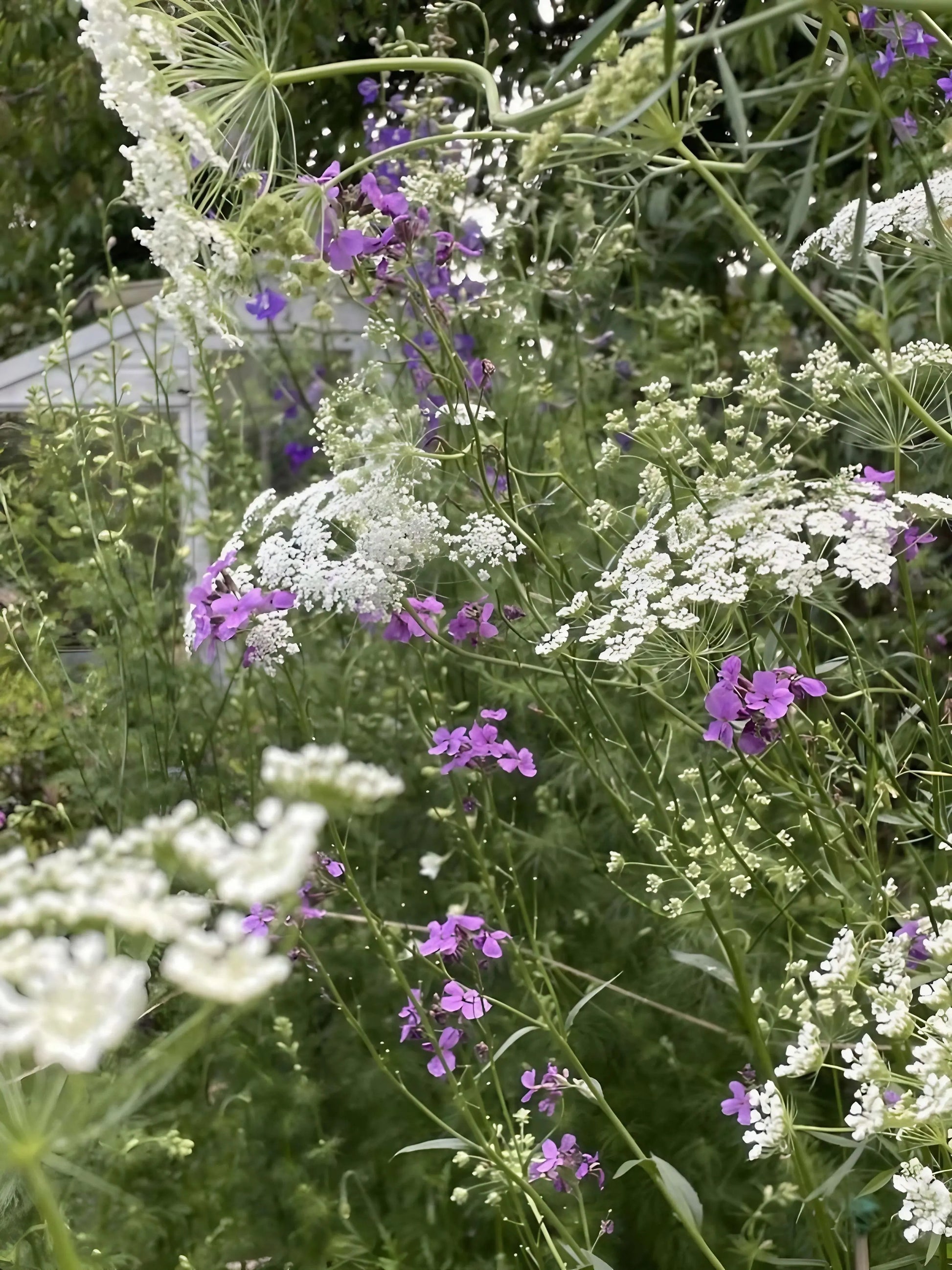 Ammi majus - REGN