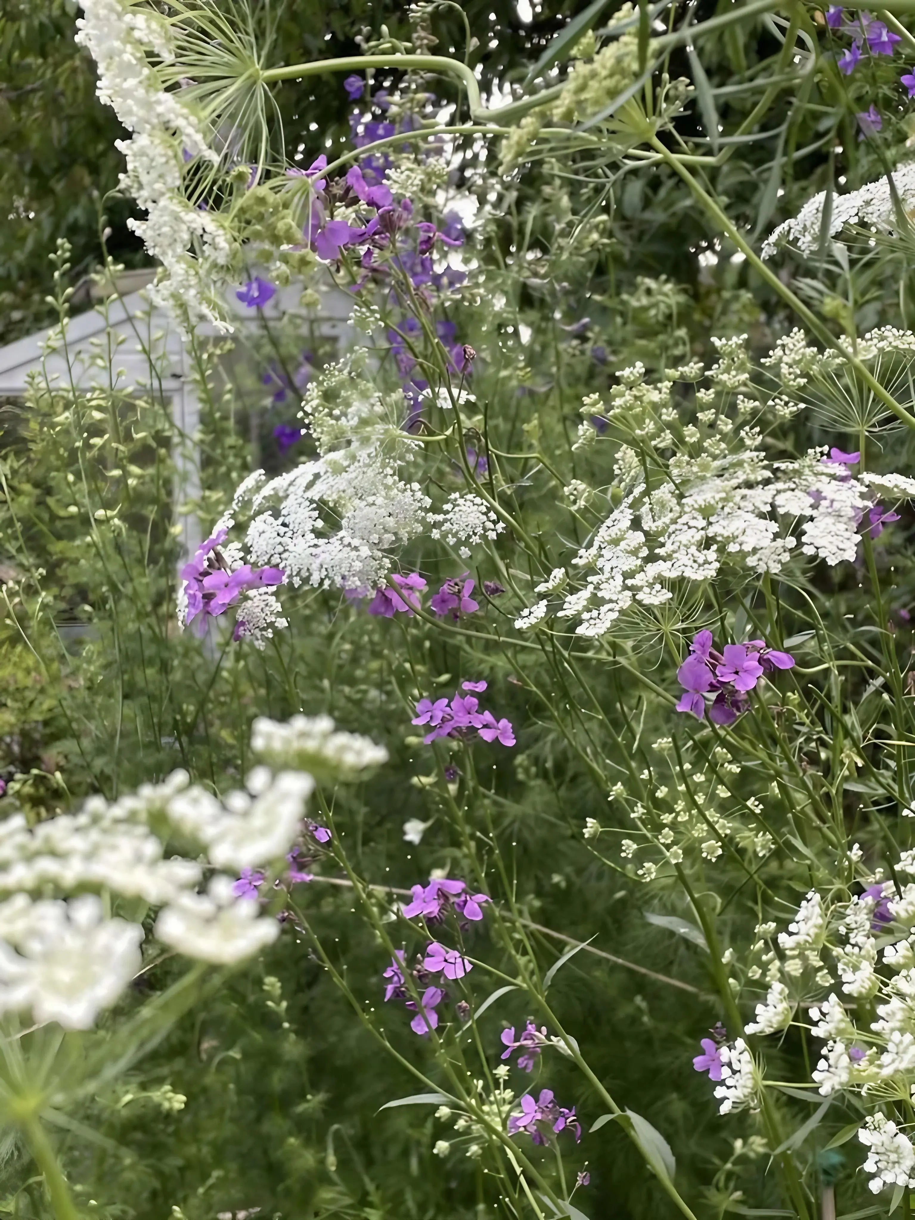 Ammi majus - REGN