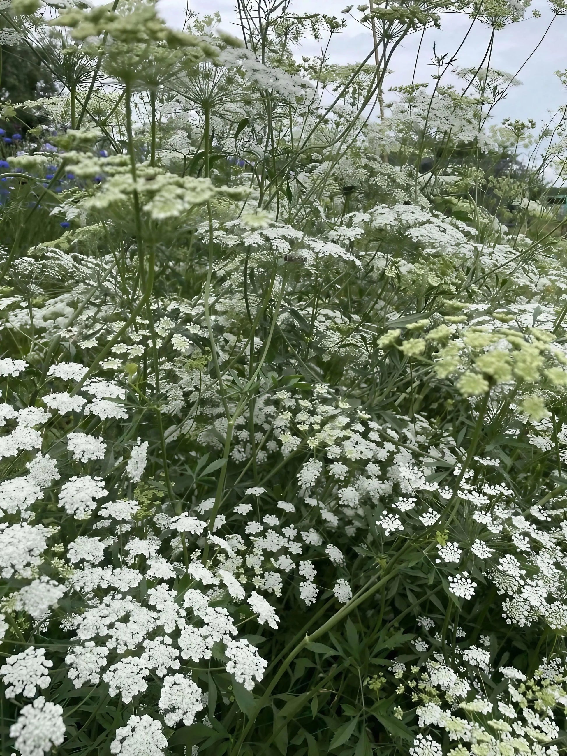 Ammi majus - REGN